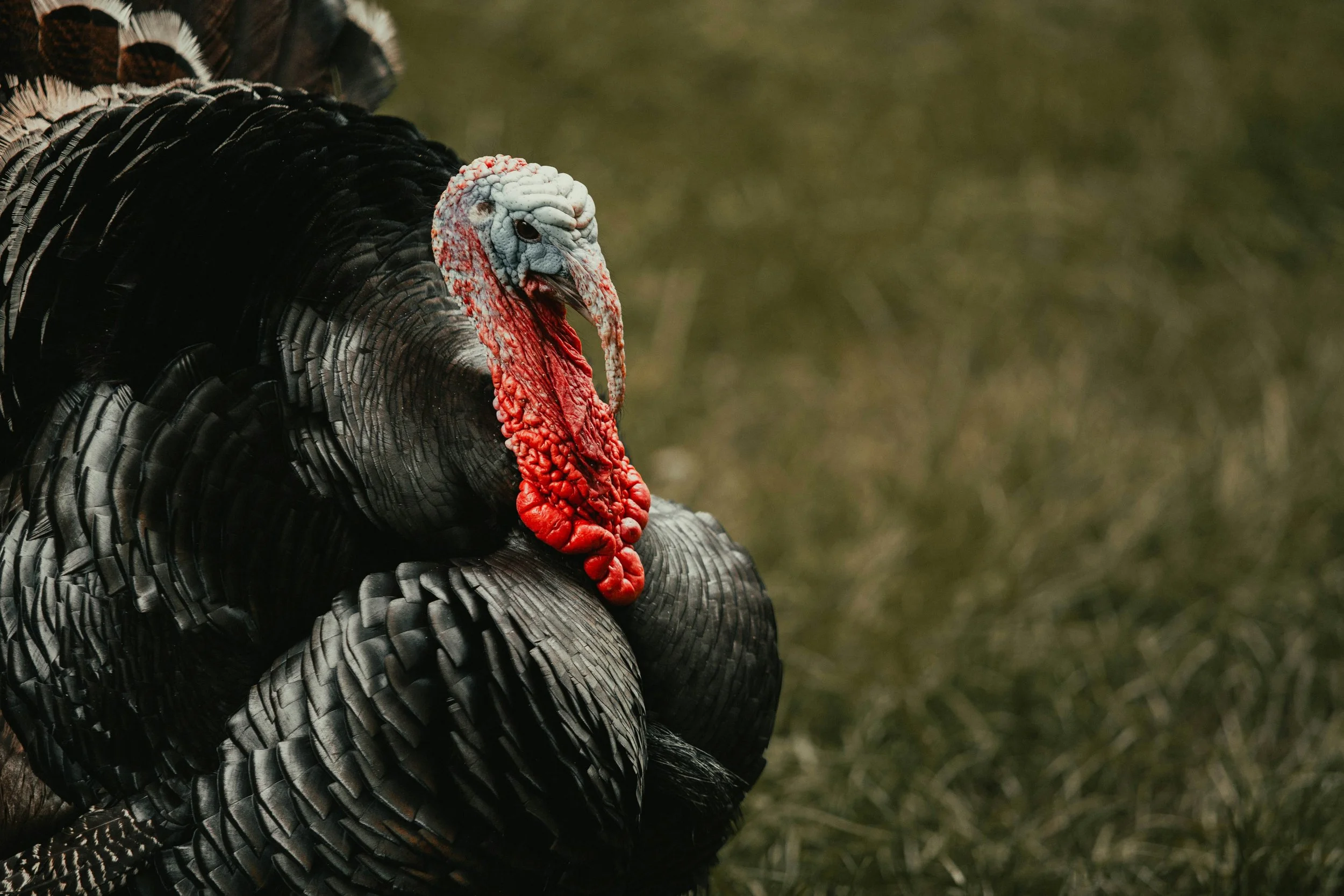 From Erntedank to Thanksgiving: Gratitude Across Cultures