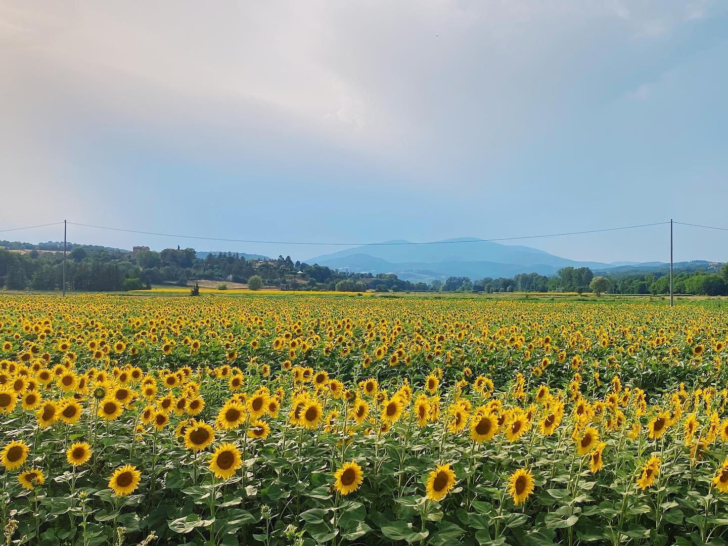 Tuscany in the summer 🌻💛