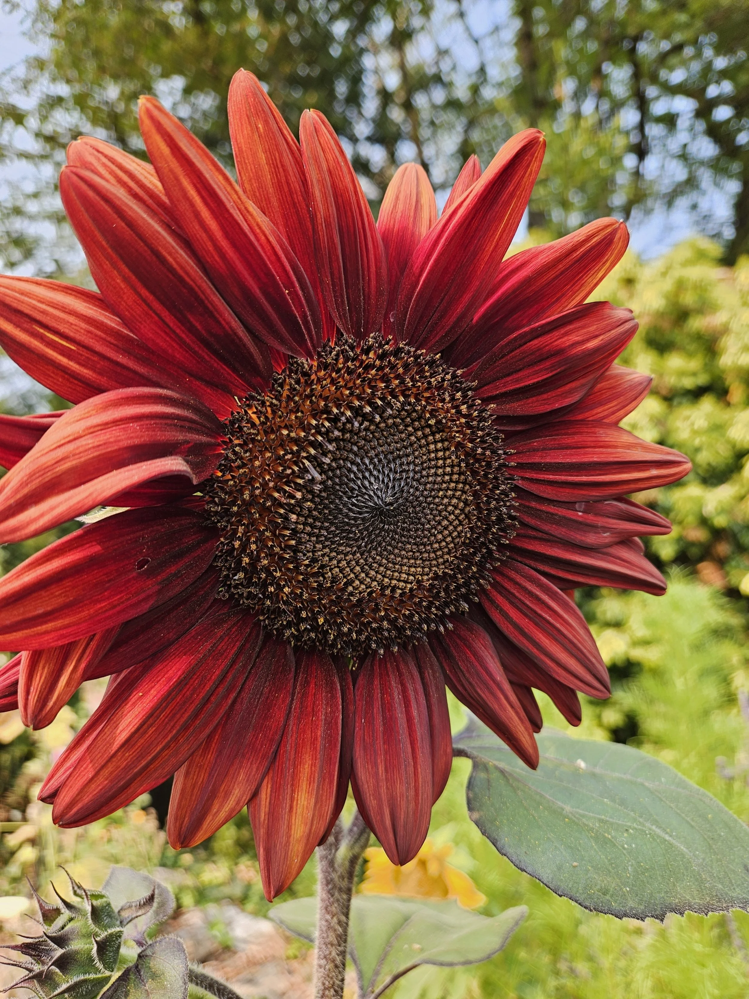 processed_20240905_161038.jpg