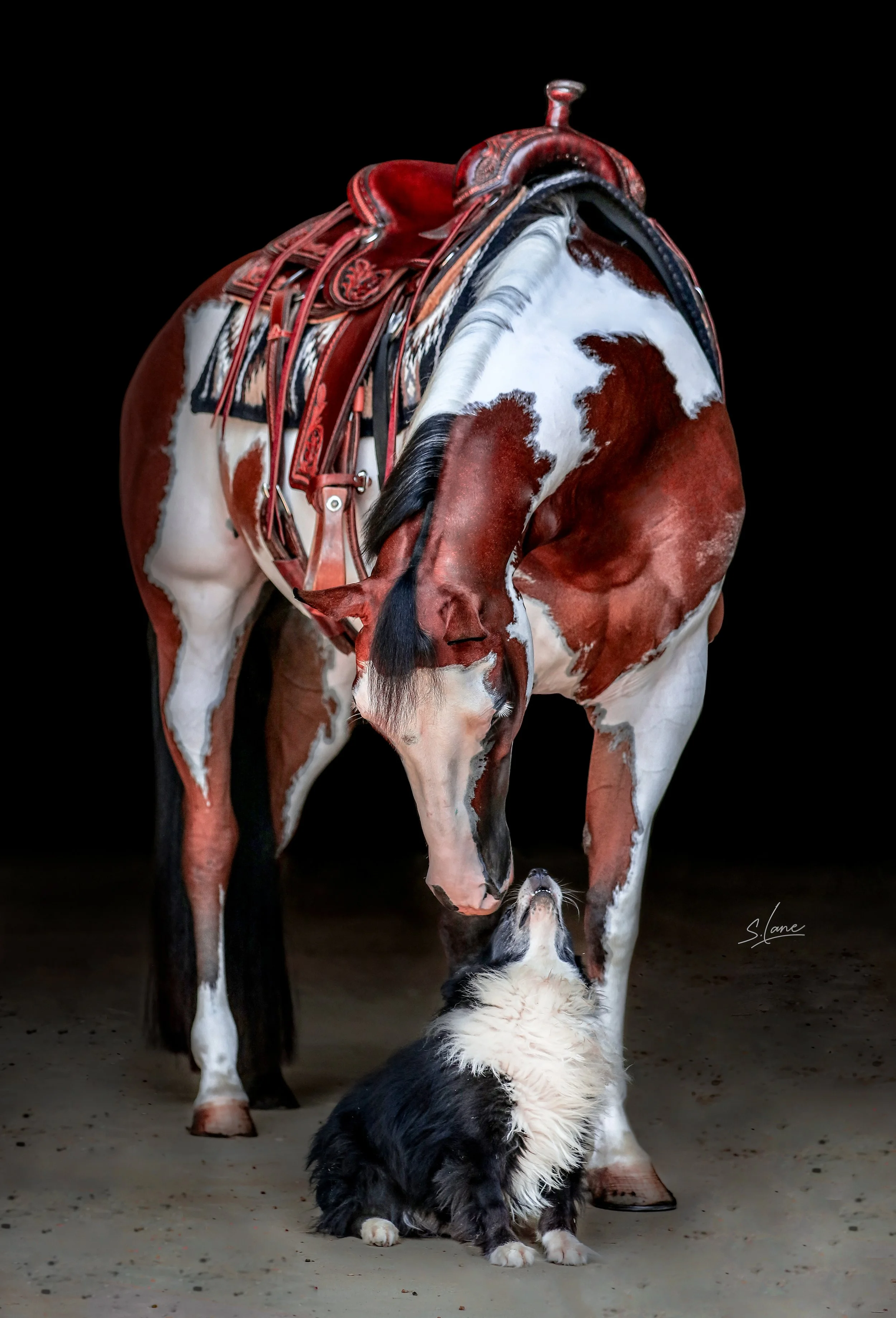 𝑭𝑰𝑵𝑬 𝑨𝑹𝑻 𝑷𝑶𝑹𝑻𝑹𝑨𝑰𝑻𝑺