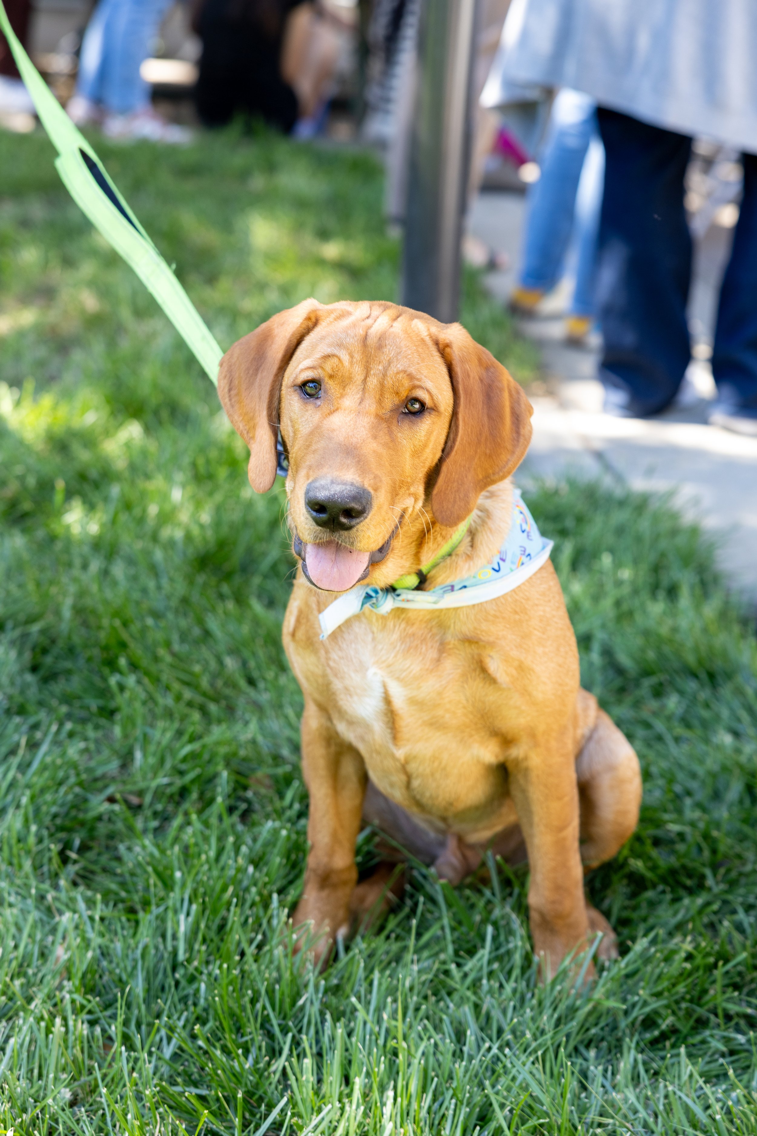 A brown dog with floppy ears sitting on green grass at an outdoor event, wearing a colorful bandana and a play collar, with people and a tent in the background.
