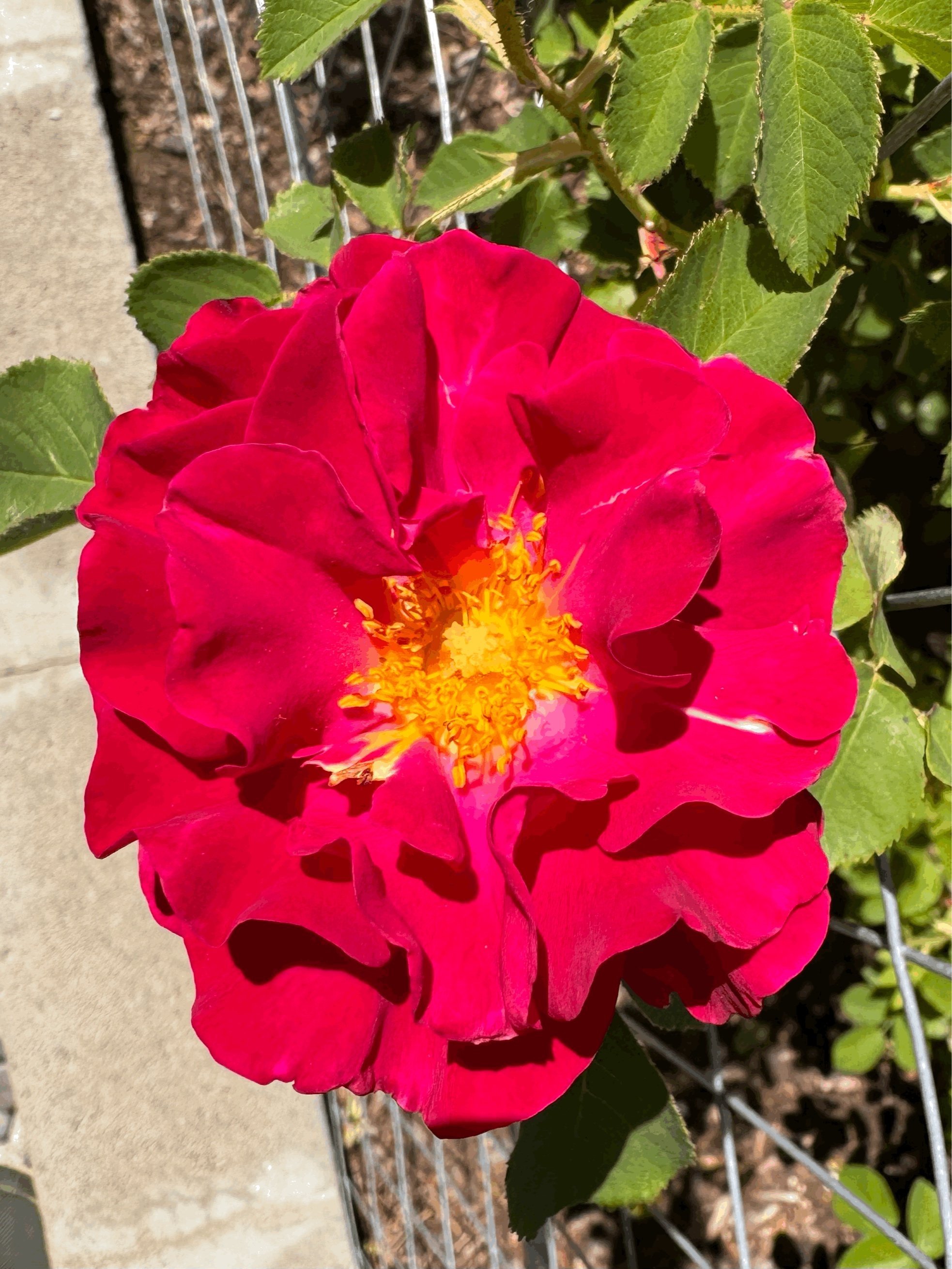 tempImageAE7lKb.jpg