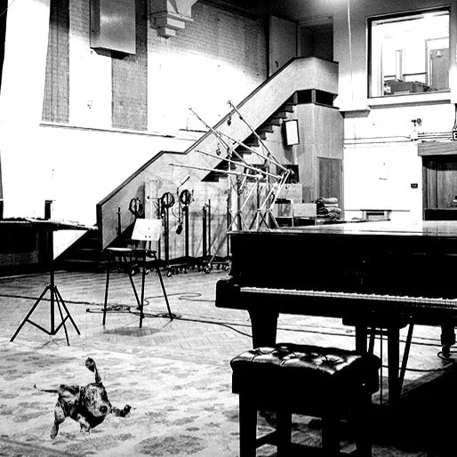 First collage of Pepper, Feb. '23