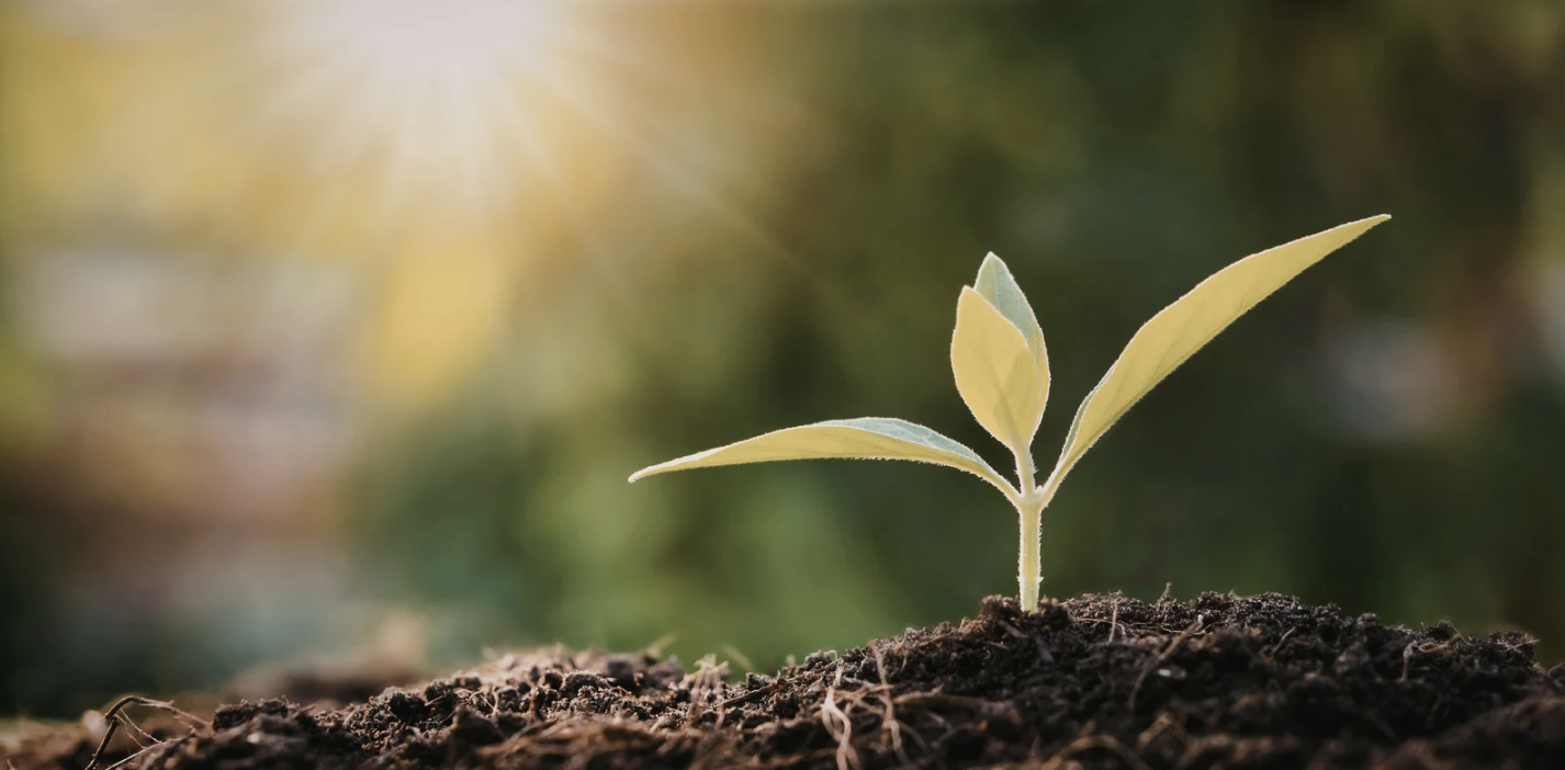 Naturlig fertilitet og jordmor