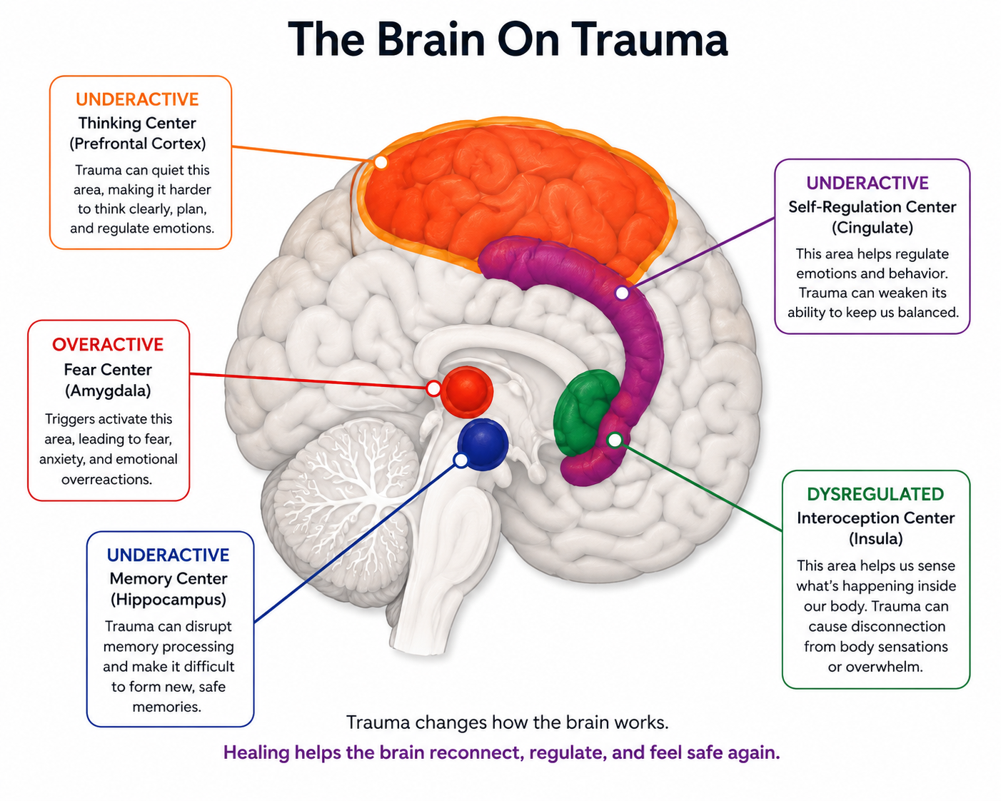 Brain on trauma. Sex Therapy in Scottsdale, AZ - sex therapist - sexual trauma therapy scottsdale az -emdr therapy arizona- 85253 - 85262 - 85225