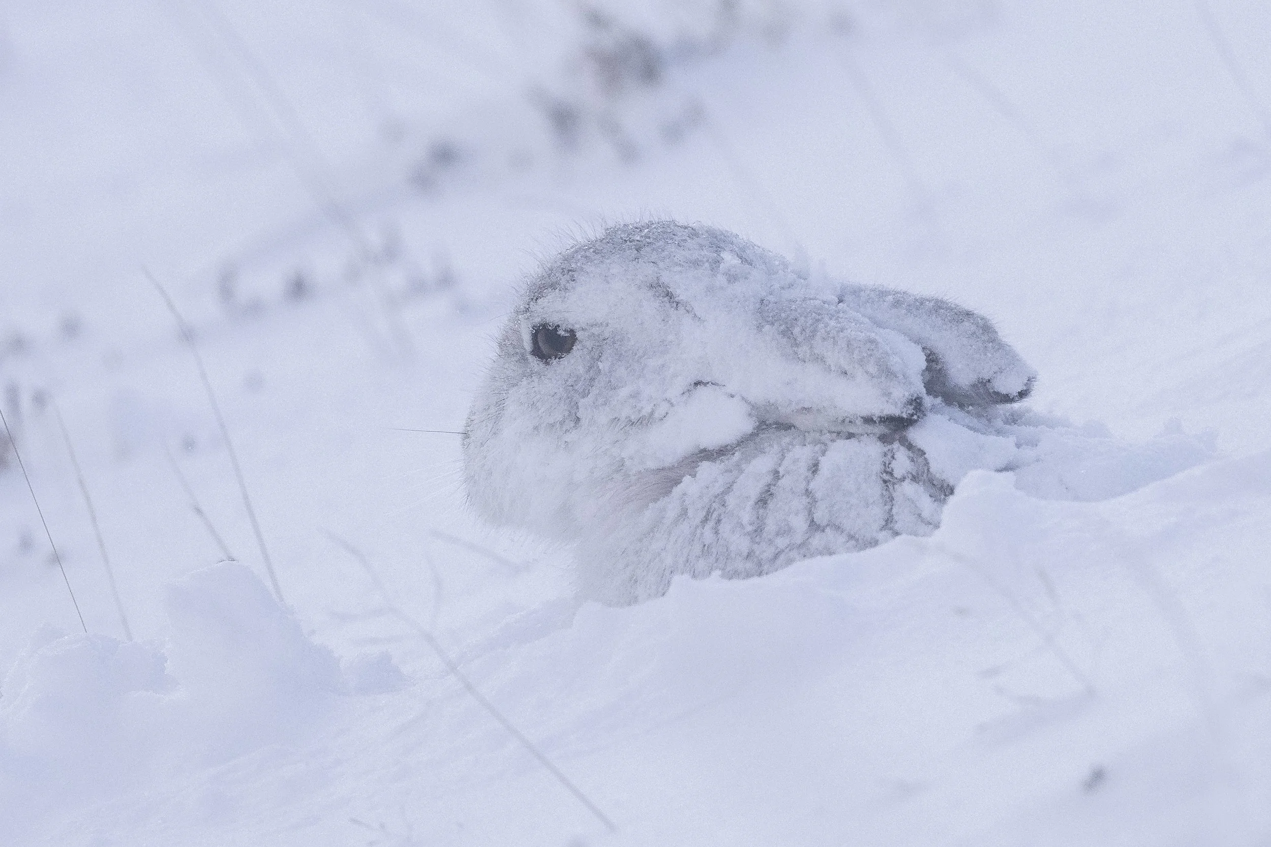 Mountain Hare on the snowy hillside in the Cairngorms, Scotland
