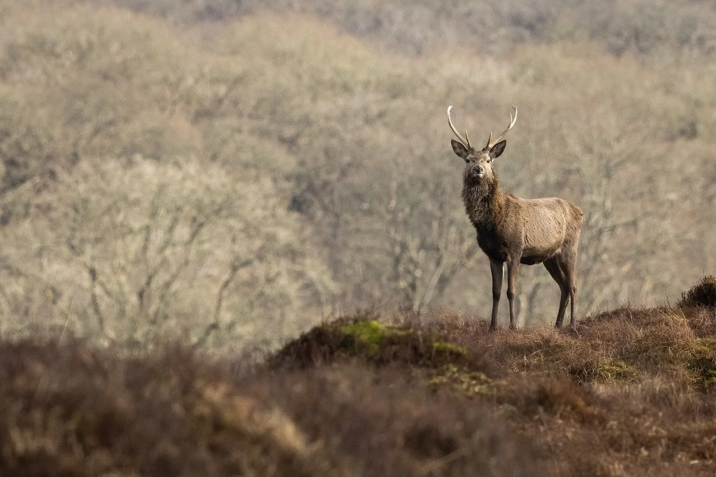 The past few weeks have seen me down in Fort William for my studies, but I have managed to get out a few times with my camera.

Red Deer are in abundance here in the Highlands but I do still get a little excitement when I see a heard roaming the land