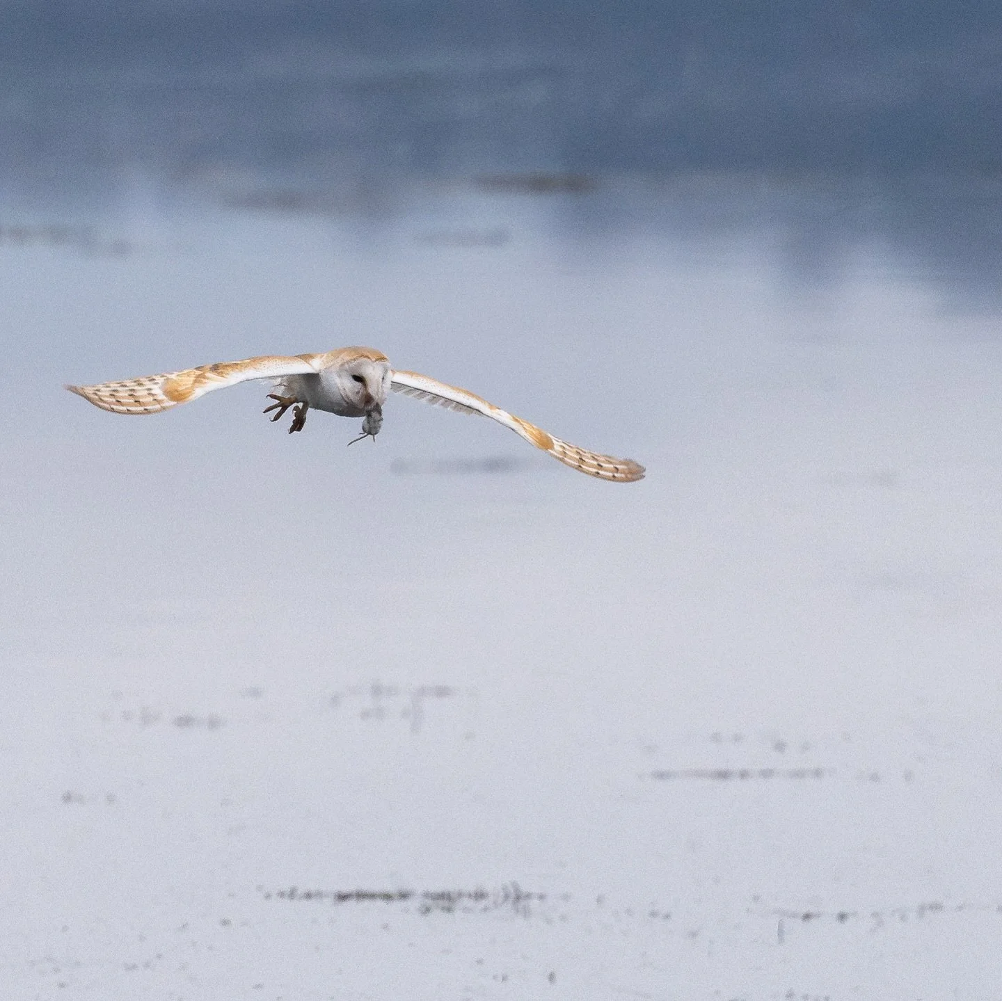 A local barn owl, taken a few weeks ago.

This was such a special few days for me, it was the first time I&rsquo;d ever seen a barn owl in daylight, and it was beautiful to see. Unfortunately the weather was only decent for one afternoon, but it was 