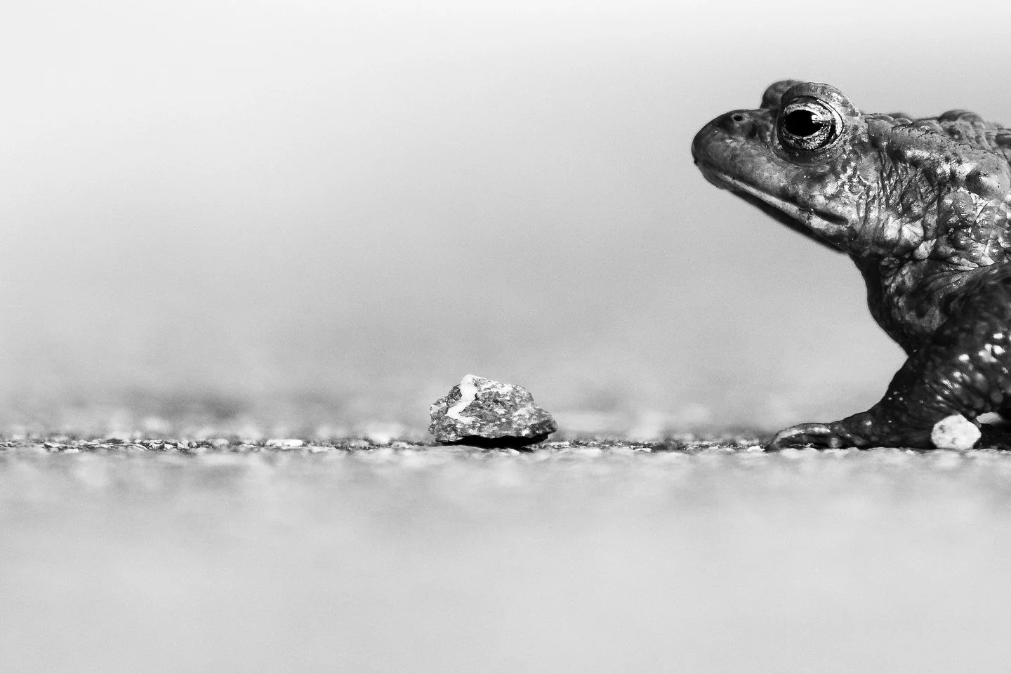 I had a wee photoshoot with a Toad today while exploring Glencoe Wood. I spotted it on the road while first walking up to the Loch and took advantage of the wonderful light. On my walk back, it had moved onto a rock and it posed so nicely.. we went f
