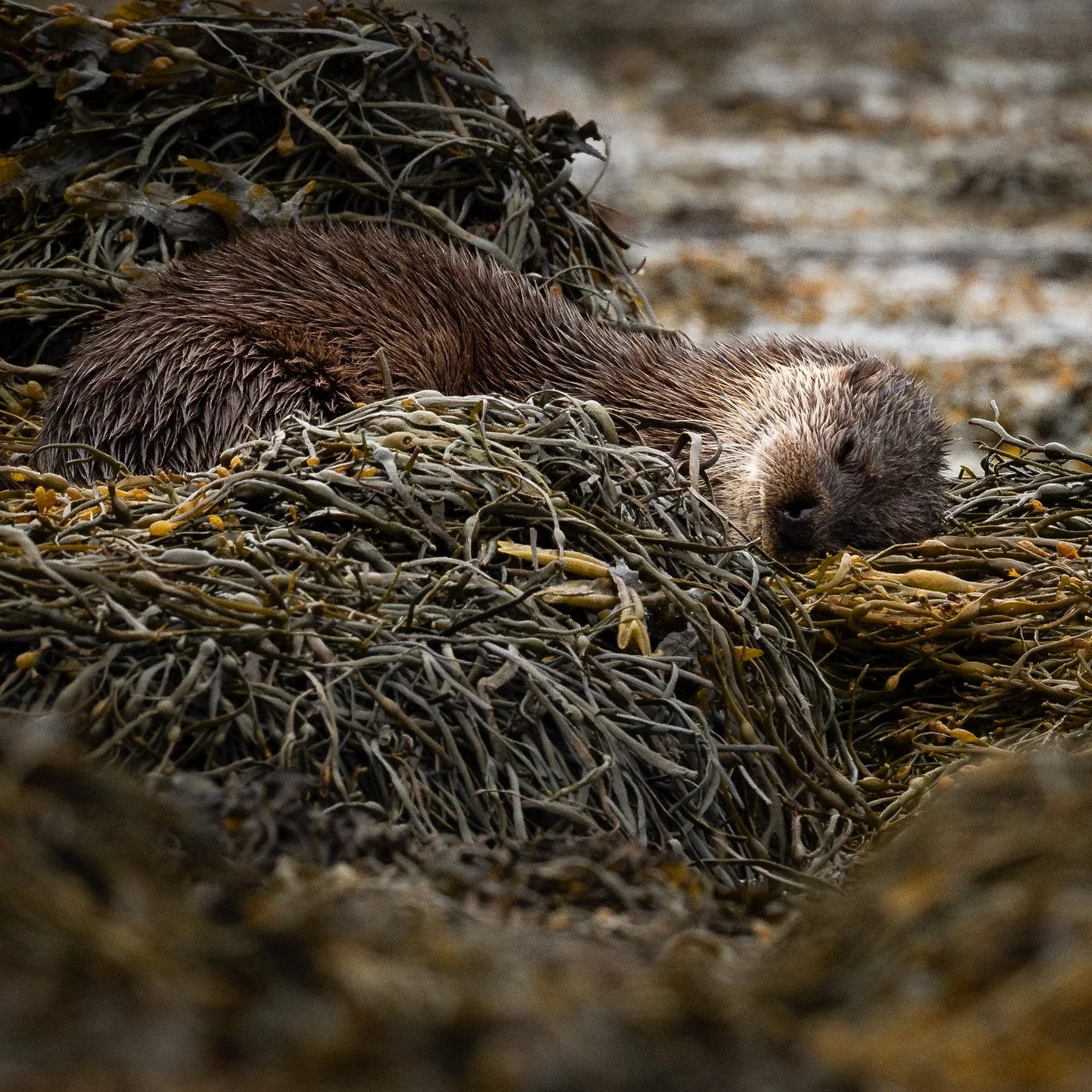 There&rsquo;s always time for a quick nap between some hunting.

My last day down south before returning to Inverness was spent in Morvern along Loch Aline. I watched this otter hunt and groom for about an hour and it is the best otter encounter I&rs