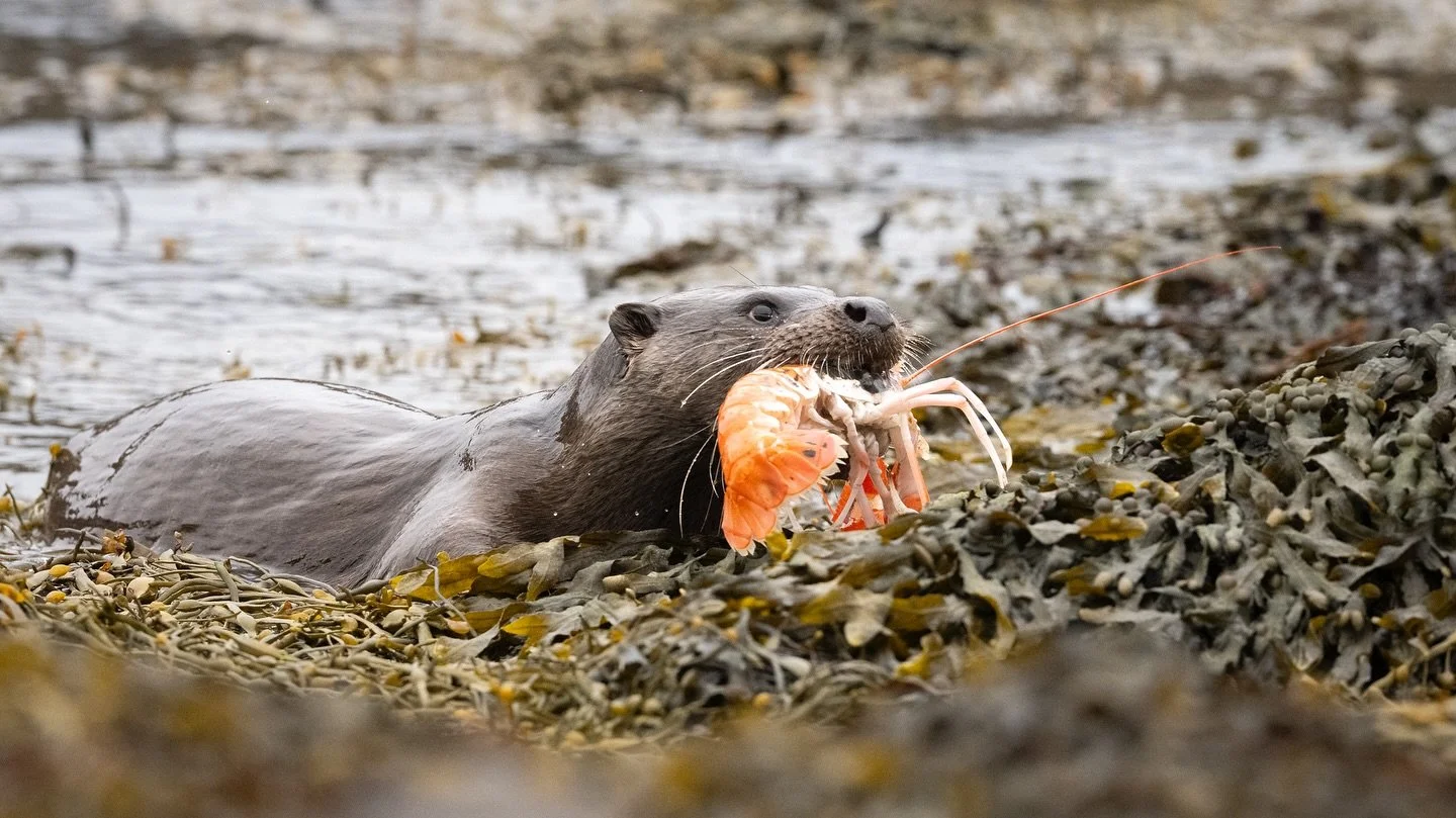 Catch of the day. 

I am already missing my days spent searching for the elusive otter in Morvern and Strontian. Out of eight outings, I only managed to catch a glimpse three times. This was my last day out in the area and was by far the best encount