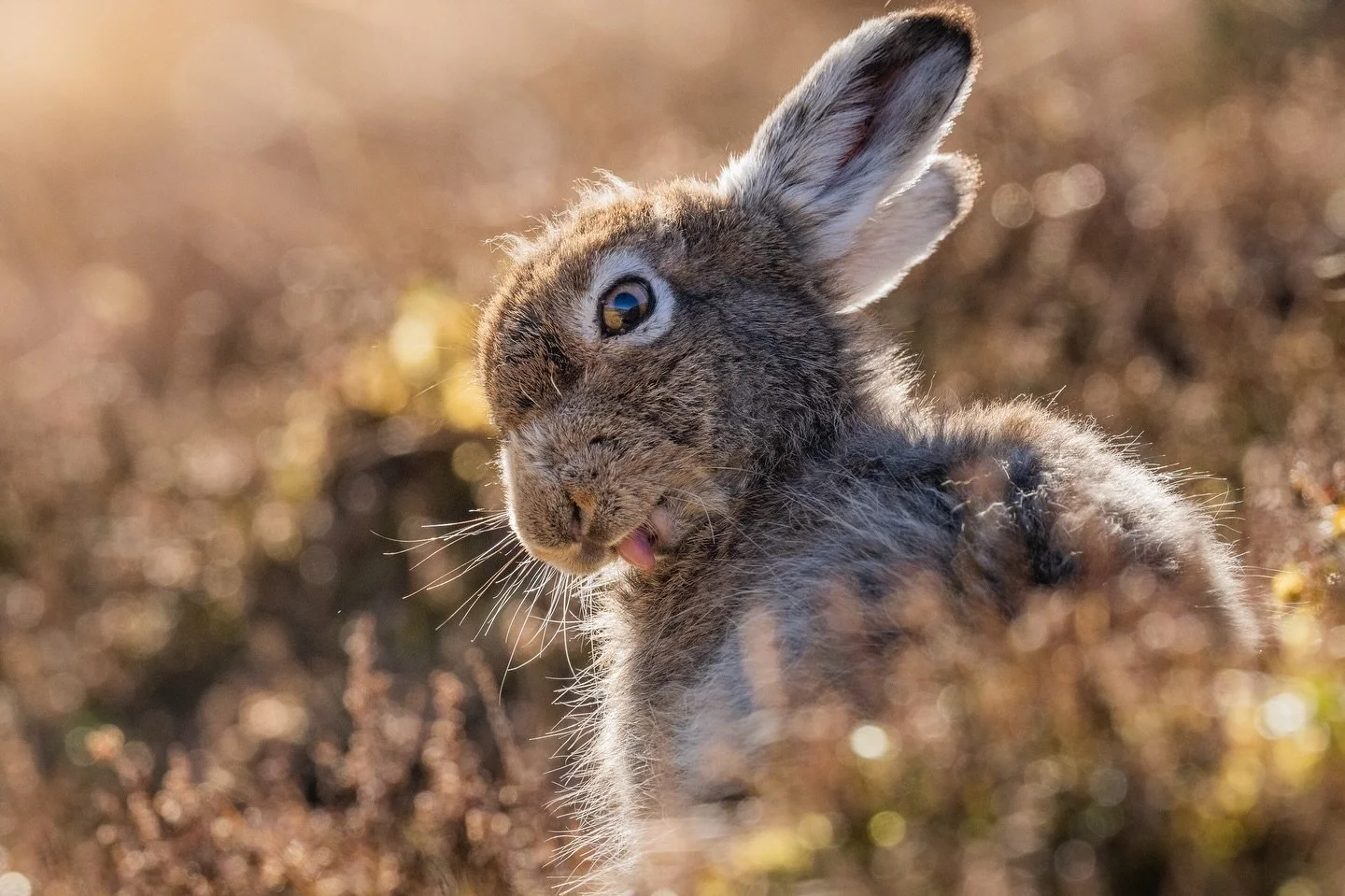 Mountain Hares with a lot of sass and my favourite!

On Wednesday I went to see the Hares during their transition from white to brown fur. It was a stunning day but somewhat difficult conditions to photograph in. I decided to use it as an opportunity