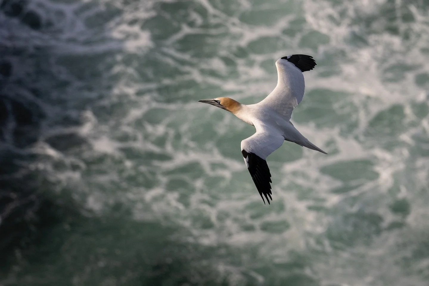 Yesterday I took a drive over to RSPB Troup Head for the first time in a year to see the Gannets. 

This is a great spot for birdwatchers but I always struggle with compositions. I have also noticed yet another decline in the Gannet population from l