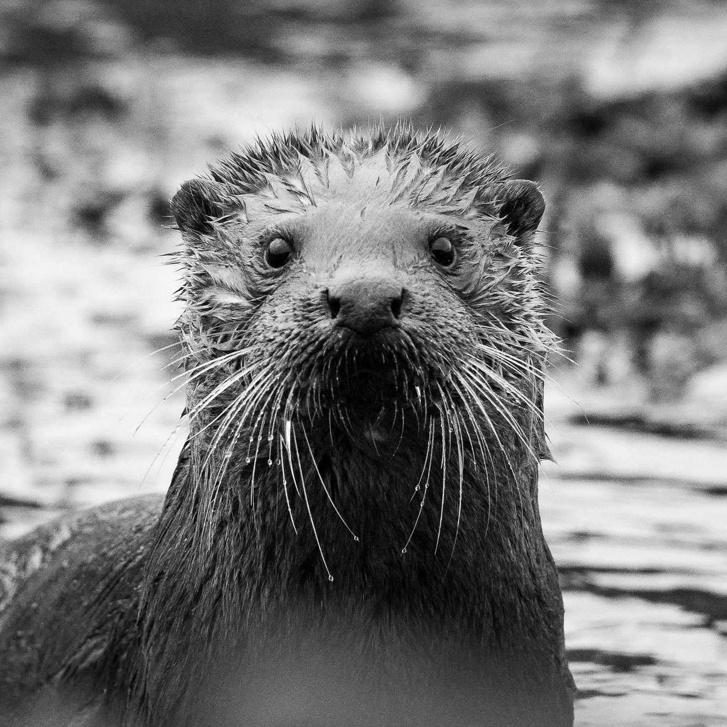 A few more of the Morvern otters. I am really missing my days searching g for the otters, but hopefully I will soon have some time over on Mull for otters (and Puffins of course)

www.katiekemsley.com 

#otter #morvernpeninsula #otterlovers #wildlife