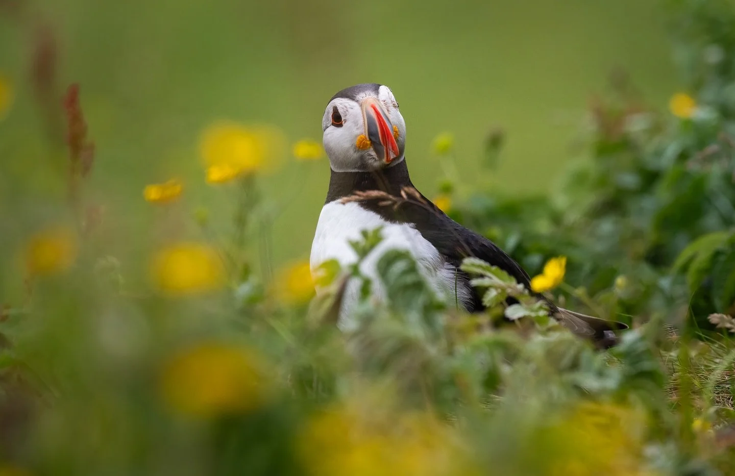 Puffins on Lunga. 

Life has been a bit busy just recently which has resulted in fewer outings with my camera. These were taken last year and I am hoping to get back to Lunga in a few weeks to see the Puffins (and shags)🤞🤞

www.katiekemsley.com

#P