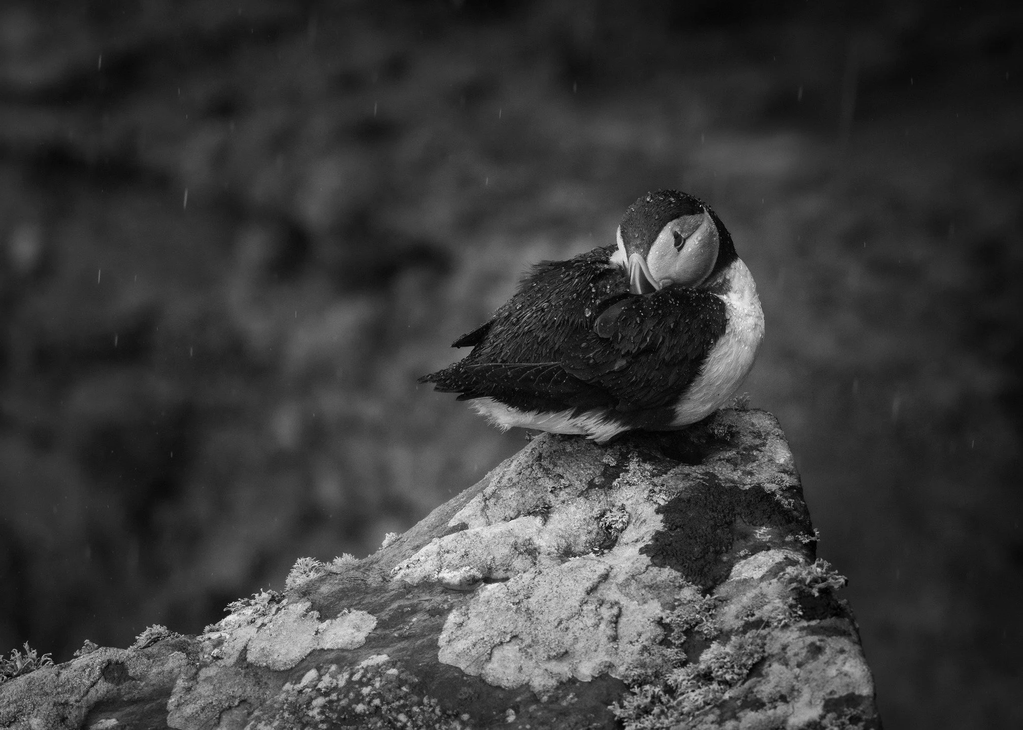 A Puffin in the rain at Dunnet Head.

#puffin #puffinsofinstagram #atlanticpuffin #dunnethead #rspb #rspbimages #naturelovers #visitscotland #scotland #wildlifephotography #nikonphoto #ukwildlife #puffins #seabird #uk_wildlife_images #bbcwildlifepotd