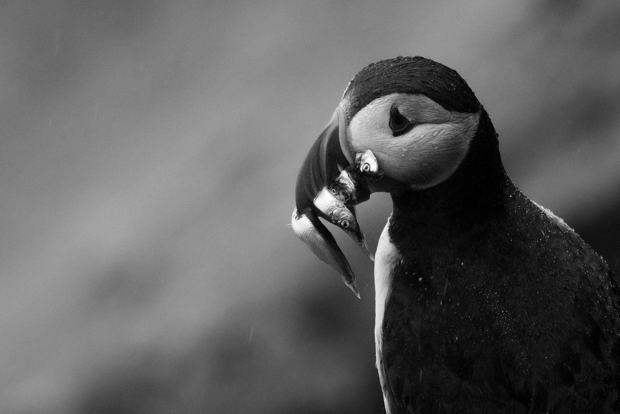 A few more of the puffins, this time with a mouthful of sandeels. 
 
#puffin #dunnethead #rspb #rspbimages #caithness #visitscotland #puffinsofinstagram #sandeels #seabird #naturescot #bbcwildlifepotd #rspblovenature #northscotland @visitscotland @bb
