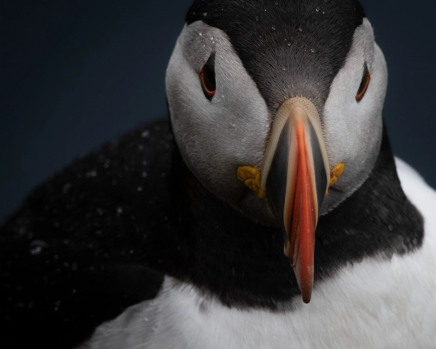 Close up just after a short rain fall. Taken at Dunnet Head.

#puffin #wildlifephotography #wildlifeportraits #puffins #visitscotland #naturephotography #wildlife #seabirds #wildlifeconservation #ukwildlife #nikoneurope #uk_wildlife_images #bbcwildli