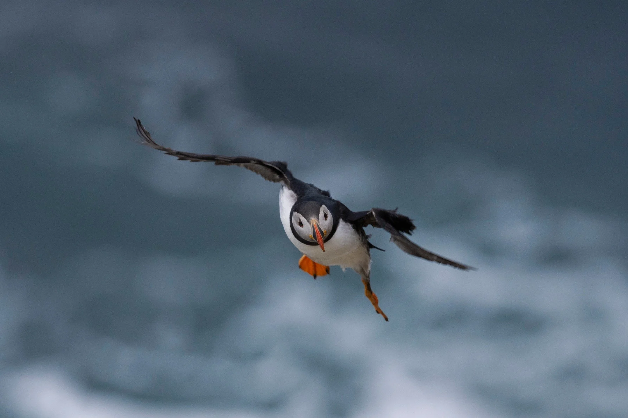 I will forever struggle with capturing birds in flight and I definitely don't practice it enough. But I did manage to capture this puffin coming in to land against some very strong winds last week.

See more: www.katiekemsley.com

#puffinsofinstagram