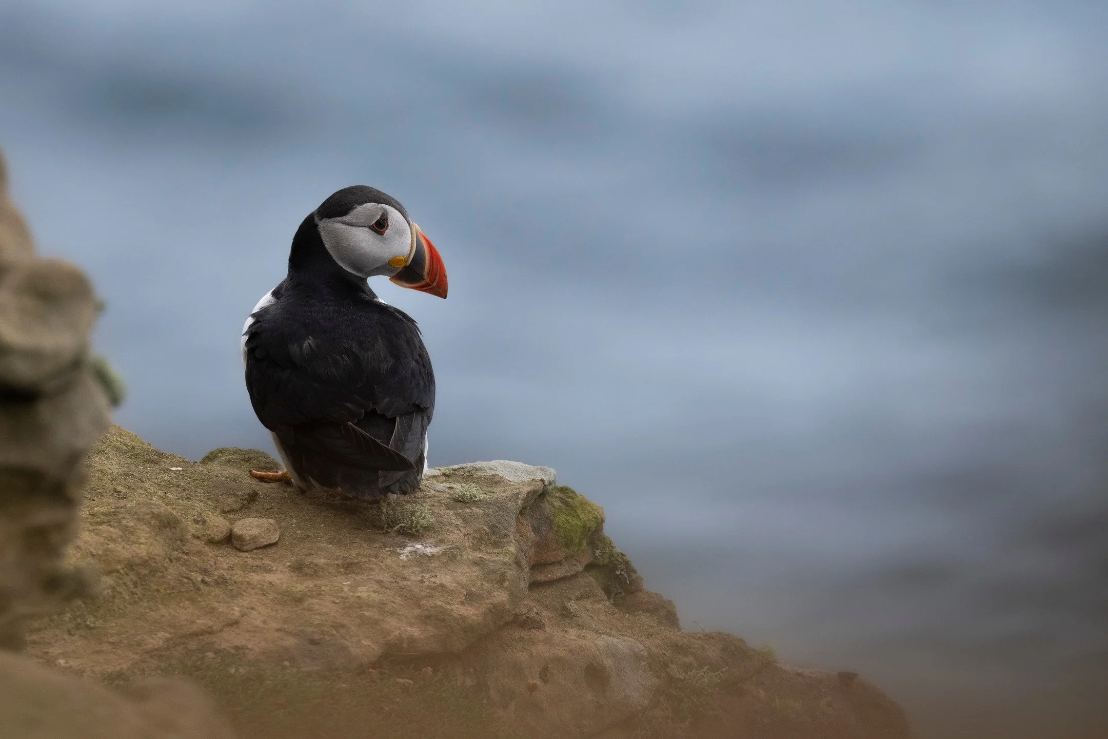 Not quite done with the puffin photos just set. Taken at Dunnet Head a few weeks back.

#puffin #rspb #rspbdunnethead #seabird #puffinsofinstagram #birds #birdphotograph&yacute; #wildlifephoto #wildlifephotography #uk_wildlife_images #rspbimages #rsp