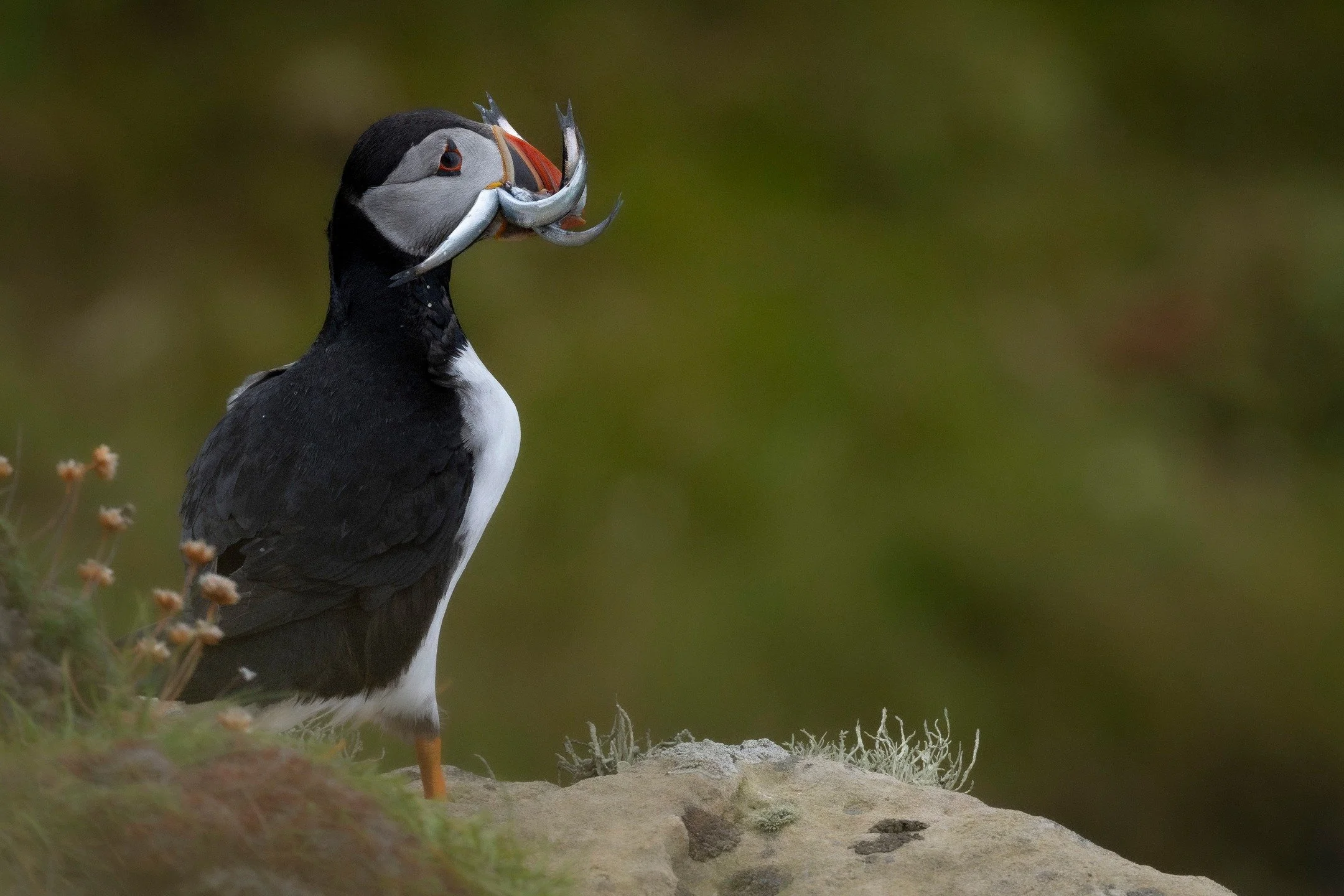 Not quite done with the Puffin photos. It won't be long until these guys leave for the winter. 

Being up in Caithness for a month with work has given me a small opportunity to see these at Dunnet Head. 

#puffin #sandeels #puffinsofinstagram #puffin