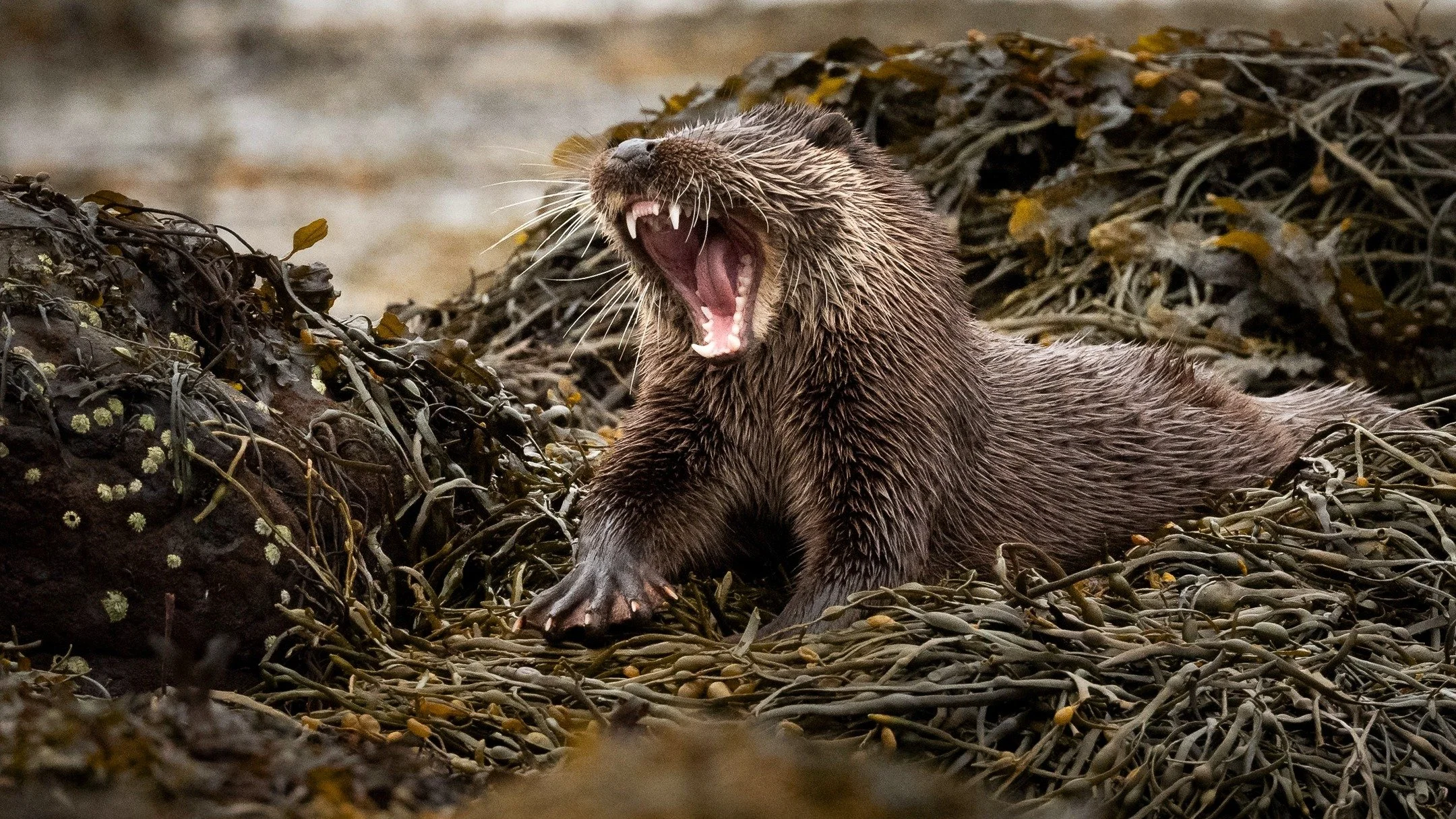 Otter in Morvern.

A wonderful day, I was able to be in the presence of this otter for a while, keeping myself low and only moving when it dunked under the water. Such a brilliant animal to observe.

#otter #morvernpeninsula #otterlovers #wildlifepho