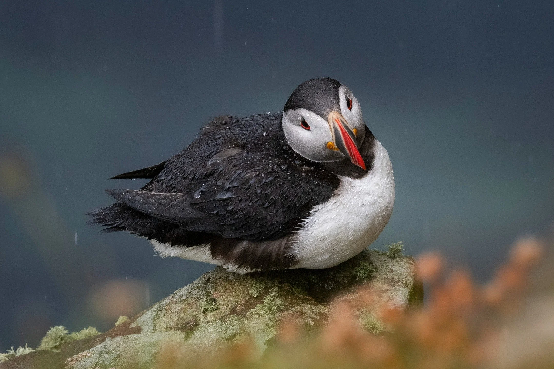 The few days of sun have again passed and it's back to rain.

Despite getting soaked through, photographing in the rain is a lot of fun, with the droplets adding so much interest. 

Puffin at Dunnet Head

#puffin #rspb #Dunnethead #visitscotland @vis