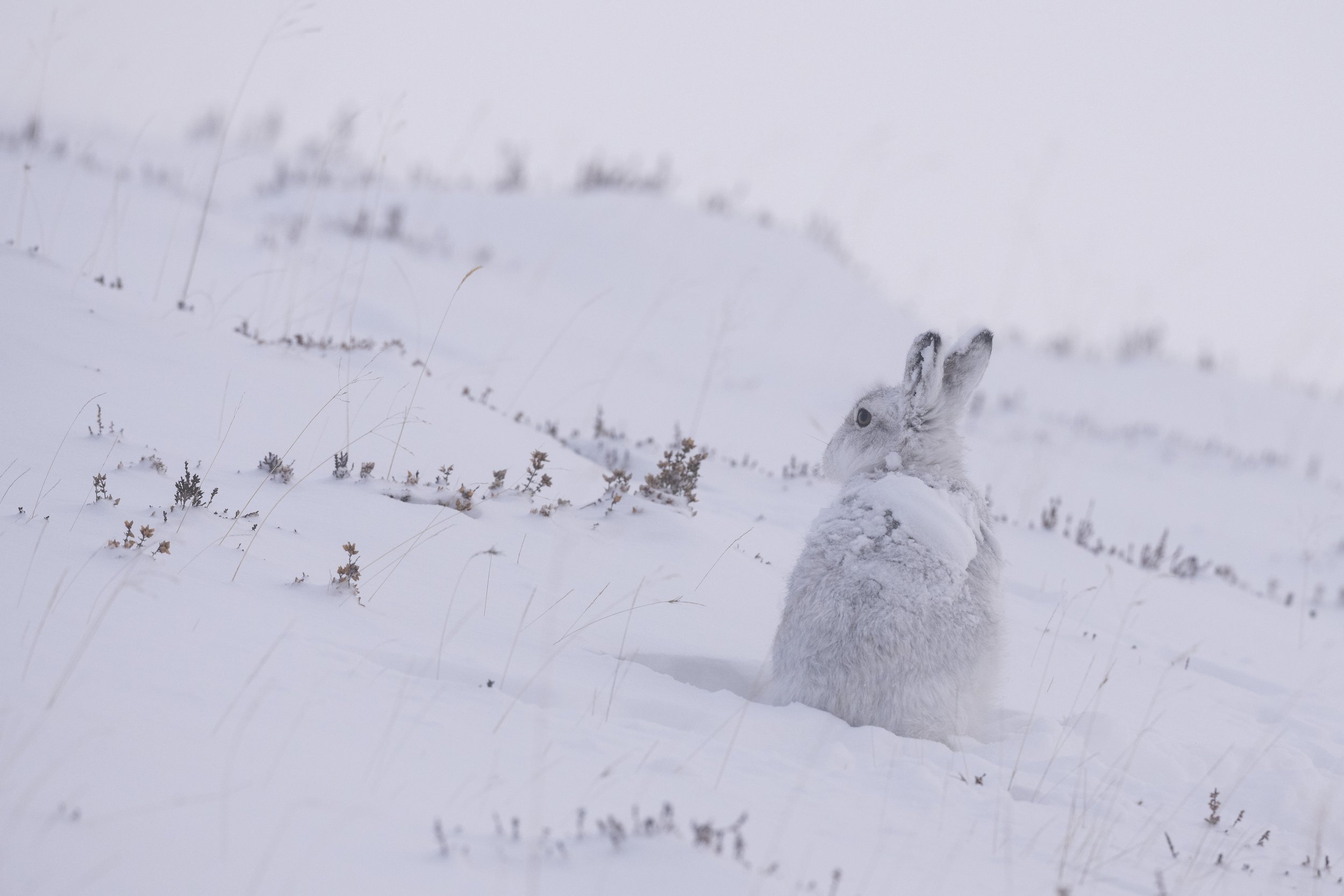 Finding Mountain Hares in Scotland
