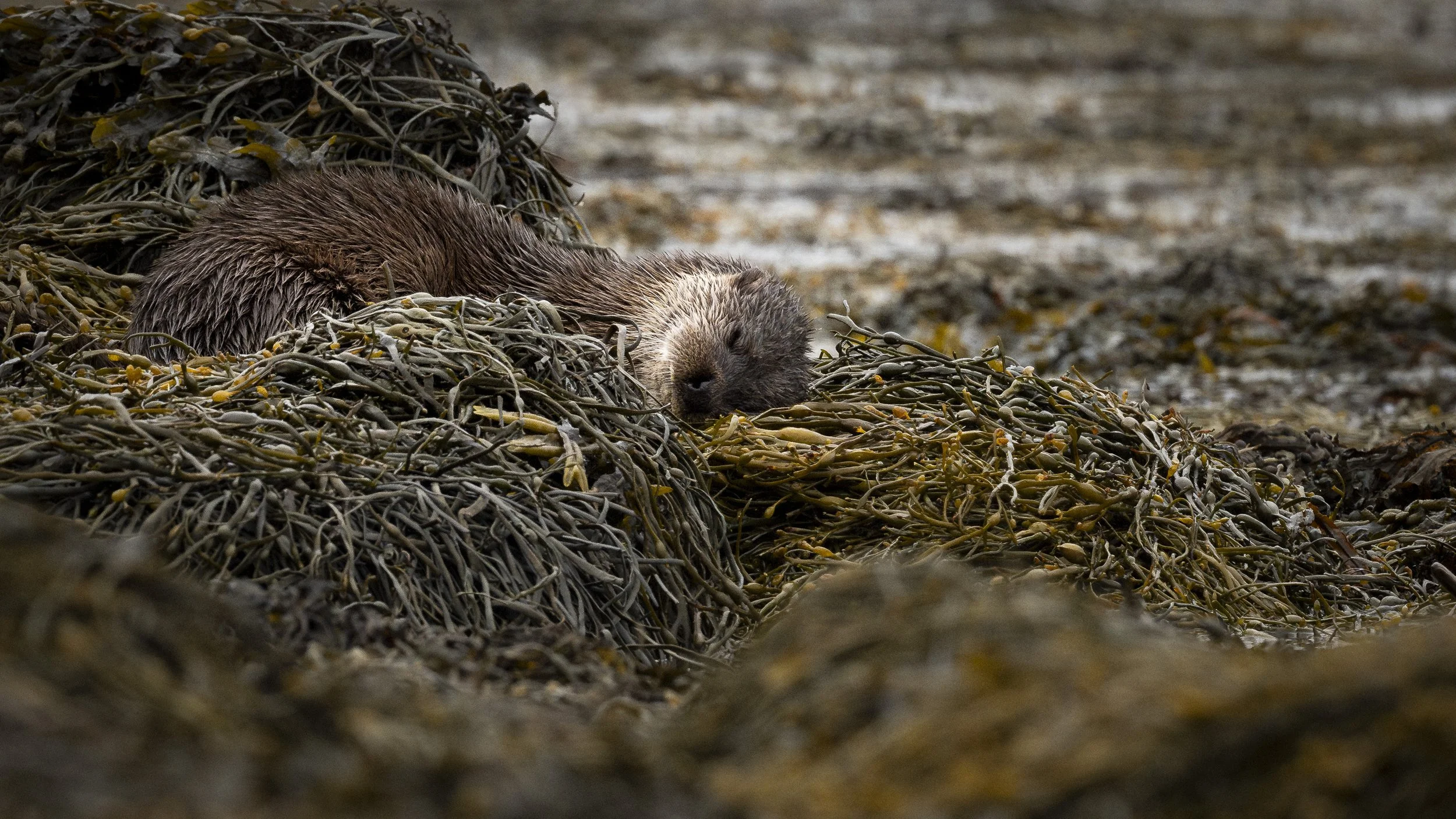A sleeping otter resting on a bed of seaweed on the beach.