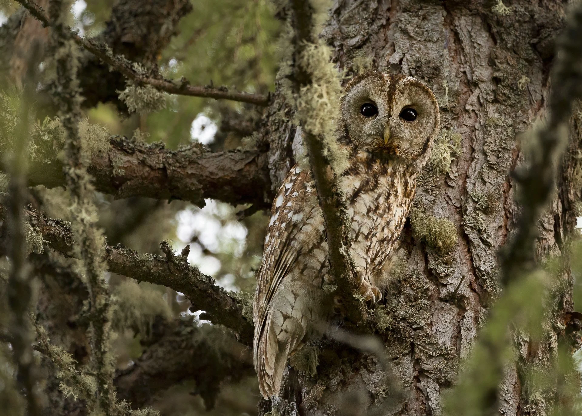 Owl_tree_photorag.jpg