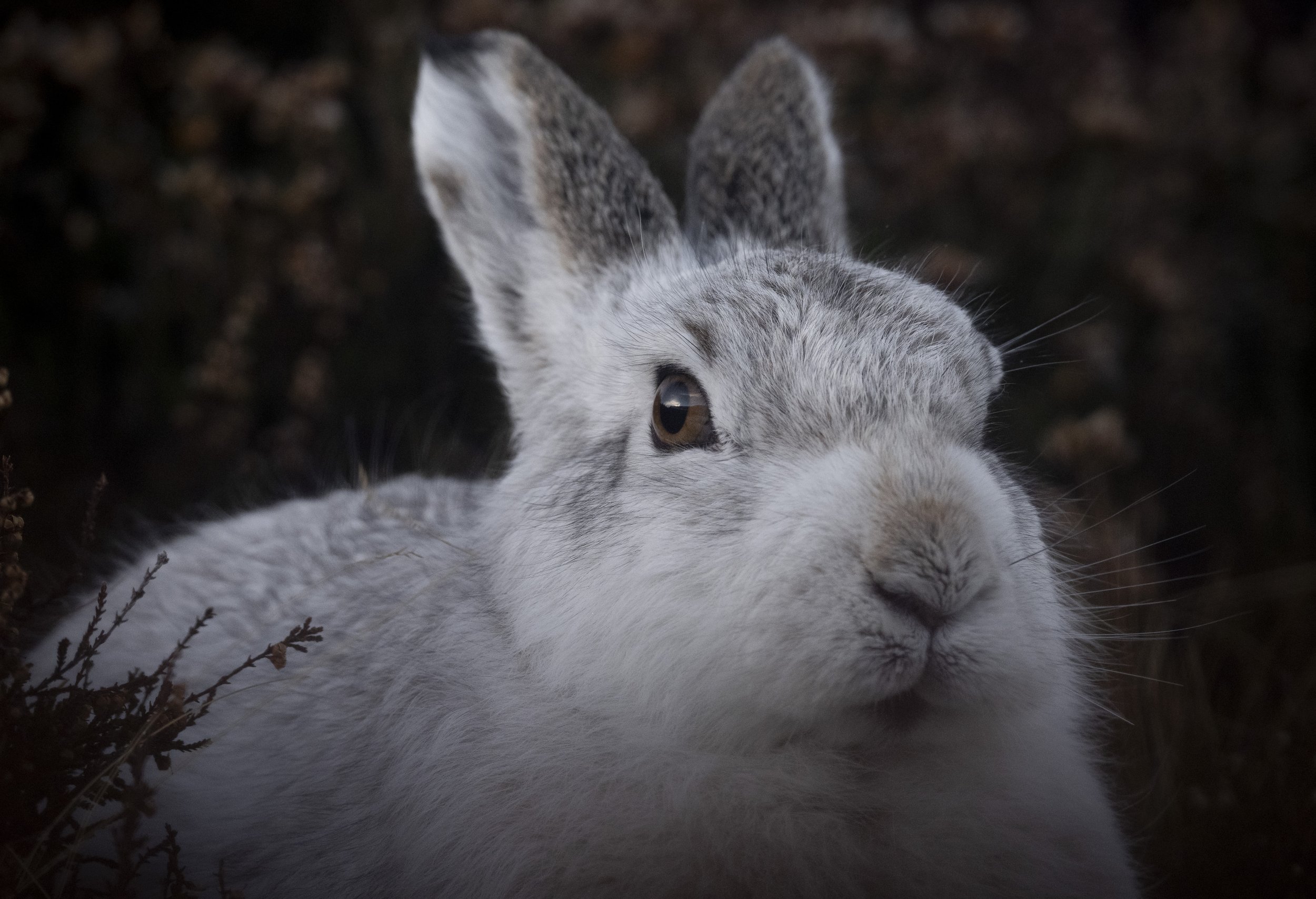 A sniffing Mountain Hare