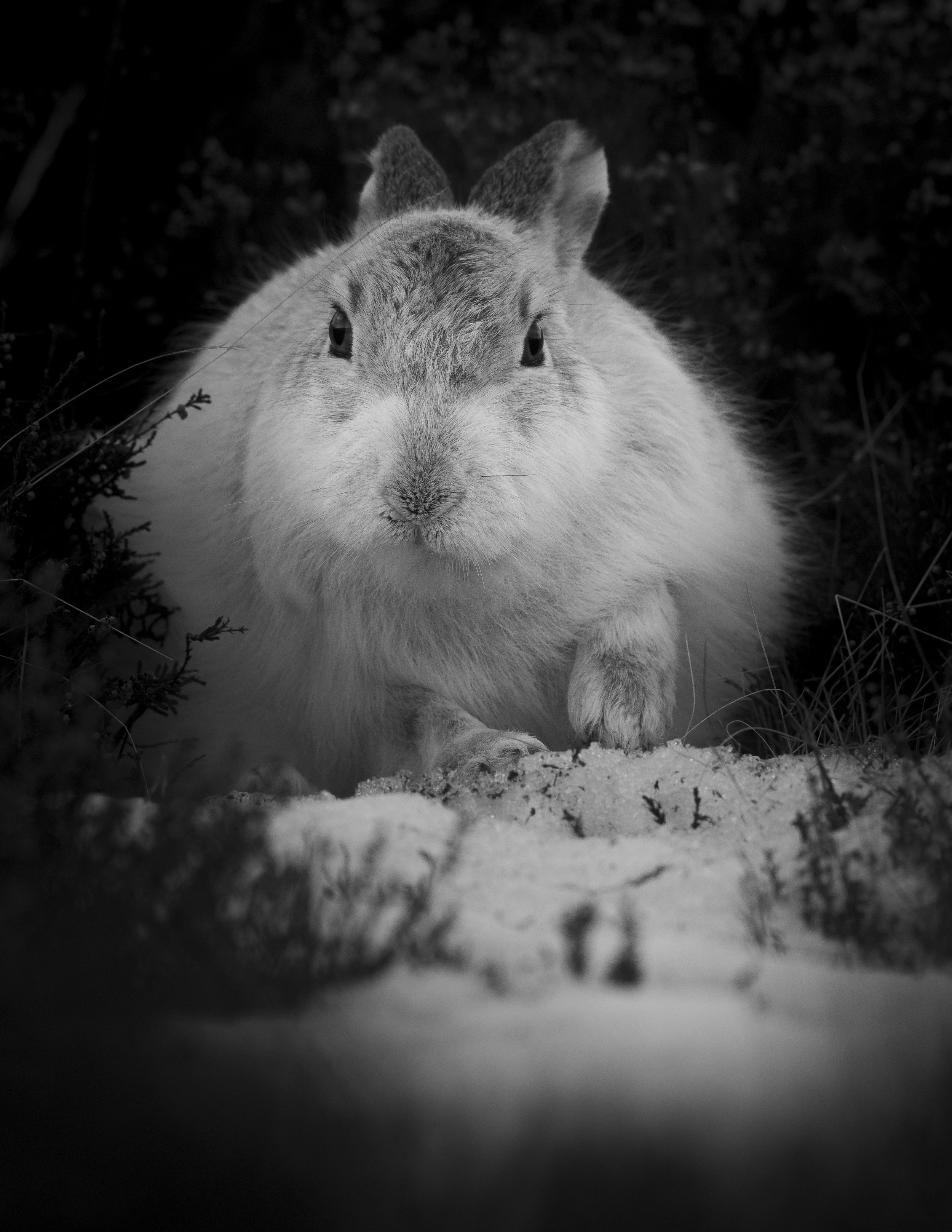 Mountain Hare in a small patch of snow in the Cairngorms