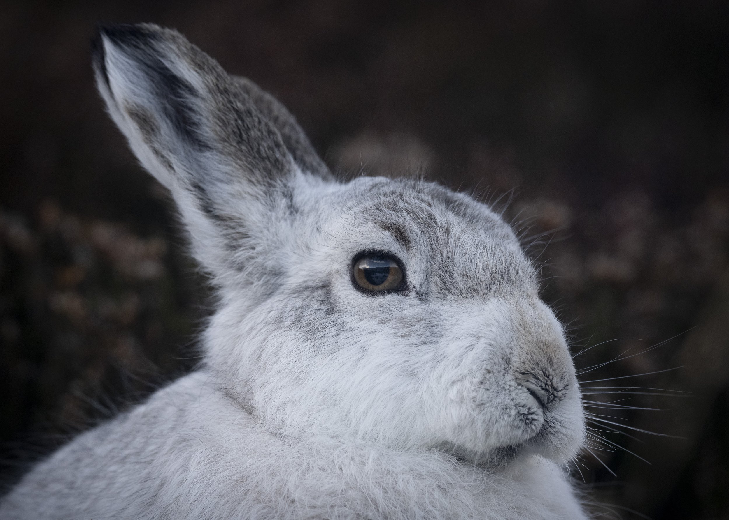 Mountain Hare close up