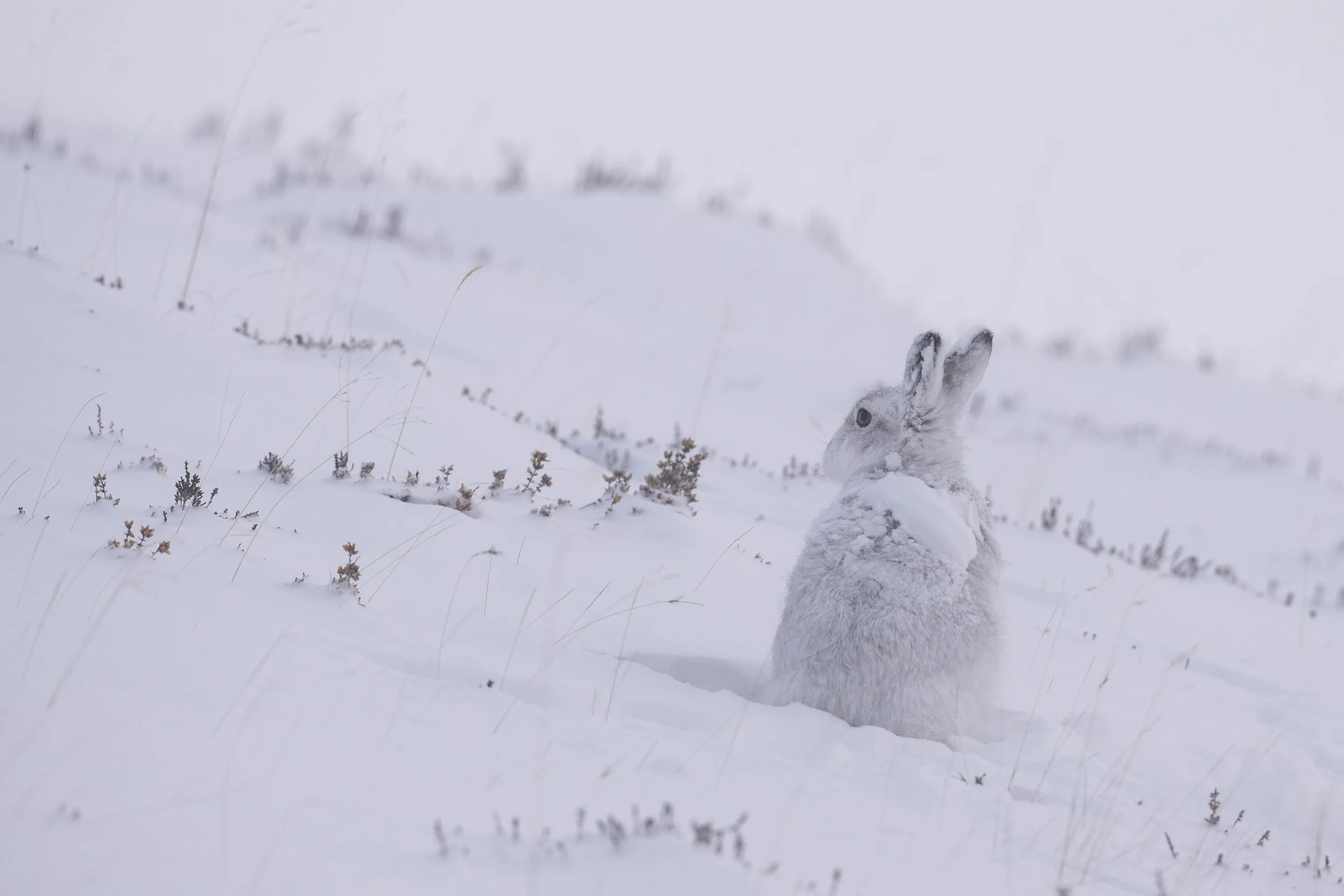 Mountain Hare on the snowy hillside in the Cairngorms, Scotland