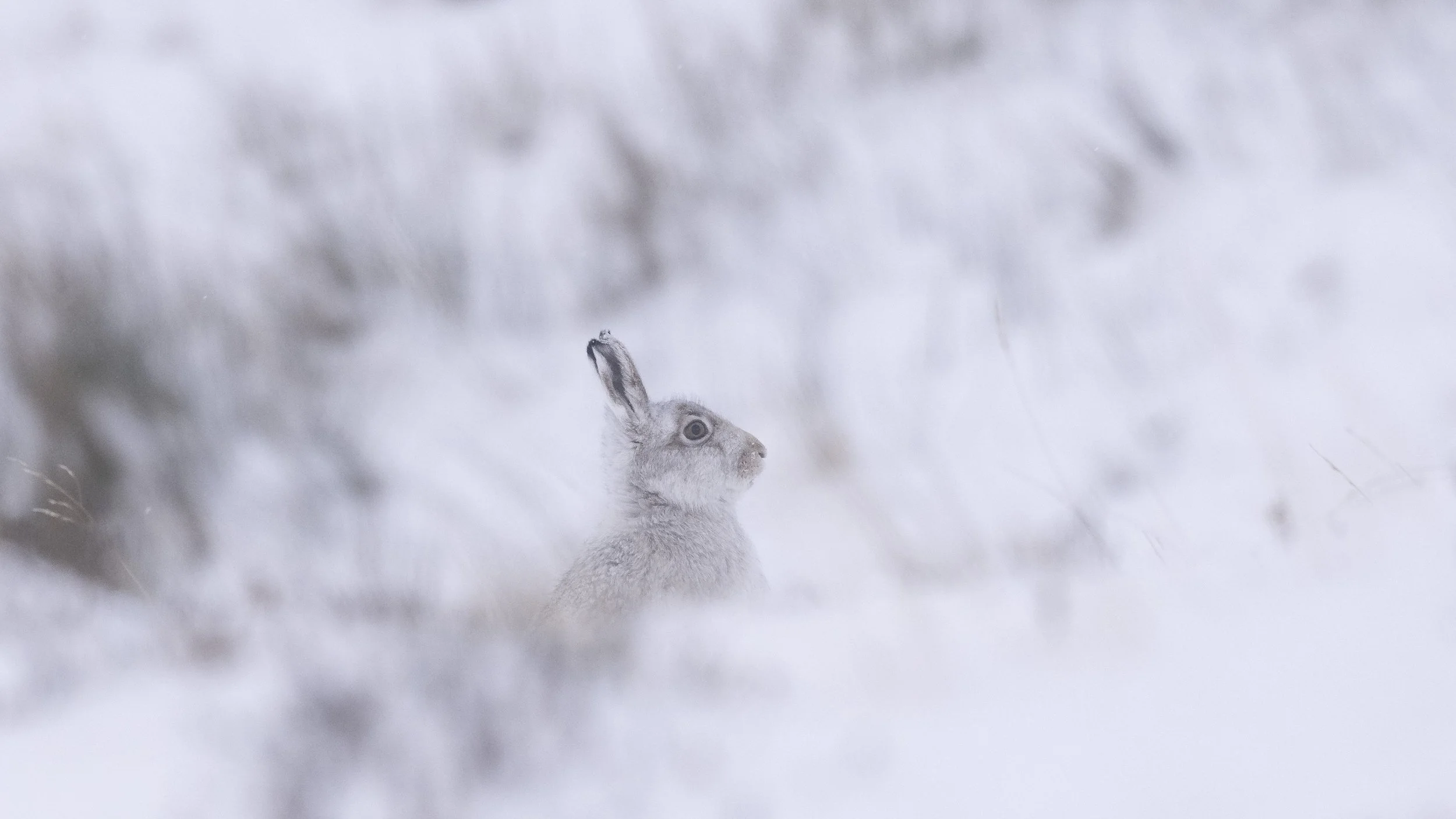 Mountain Hare on the snowy hillside in the Cairngorms, Scotland