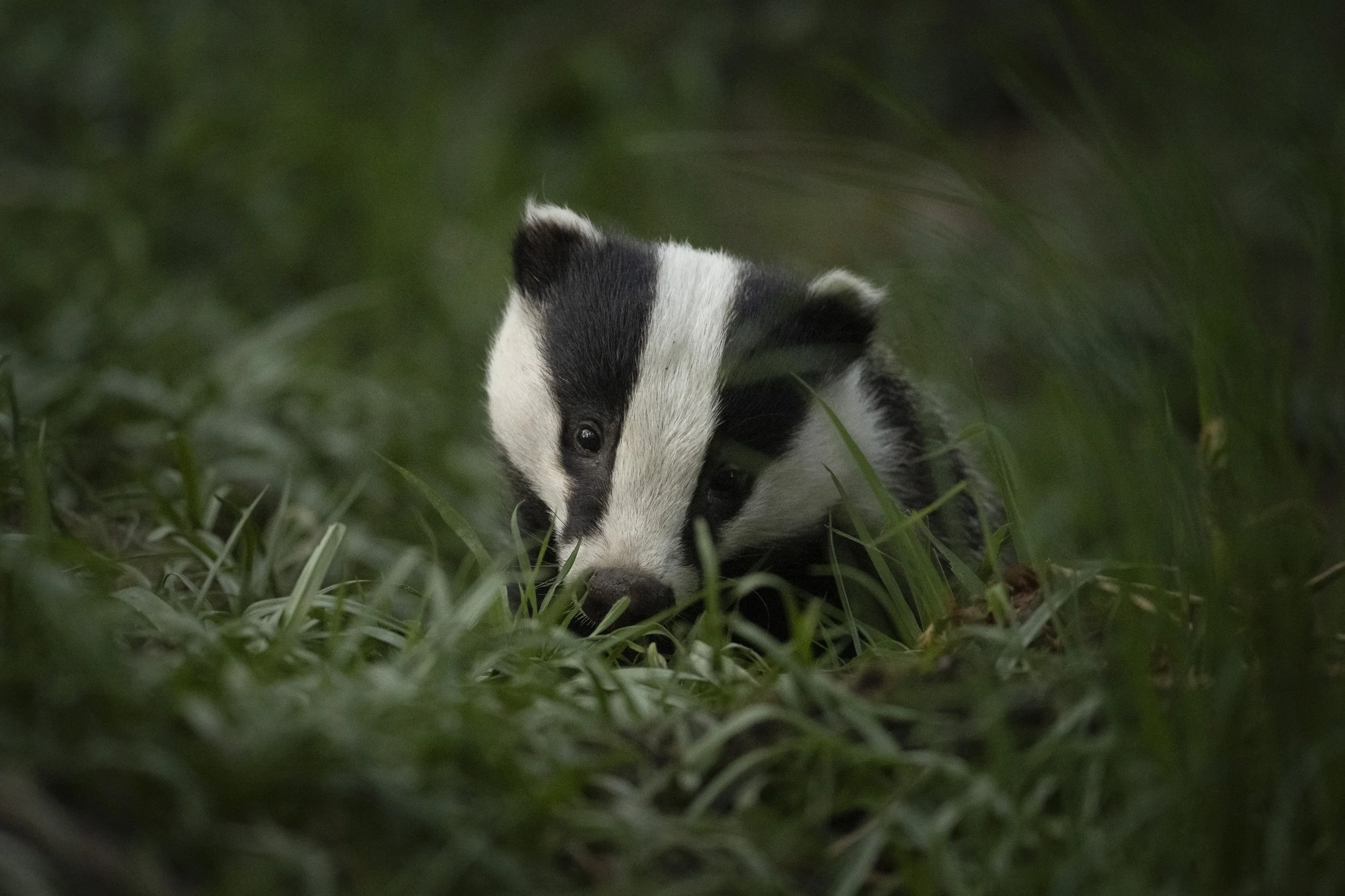 Badger