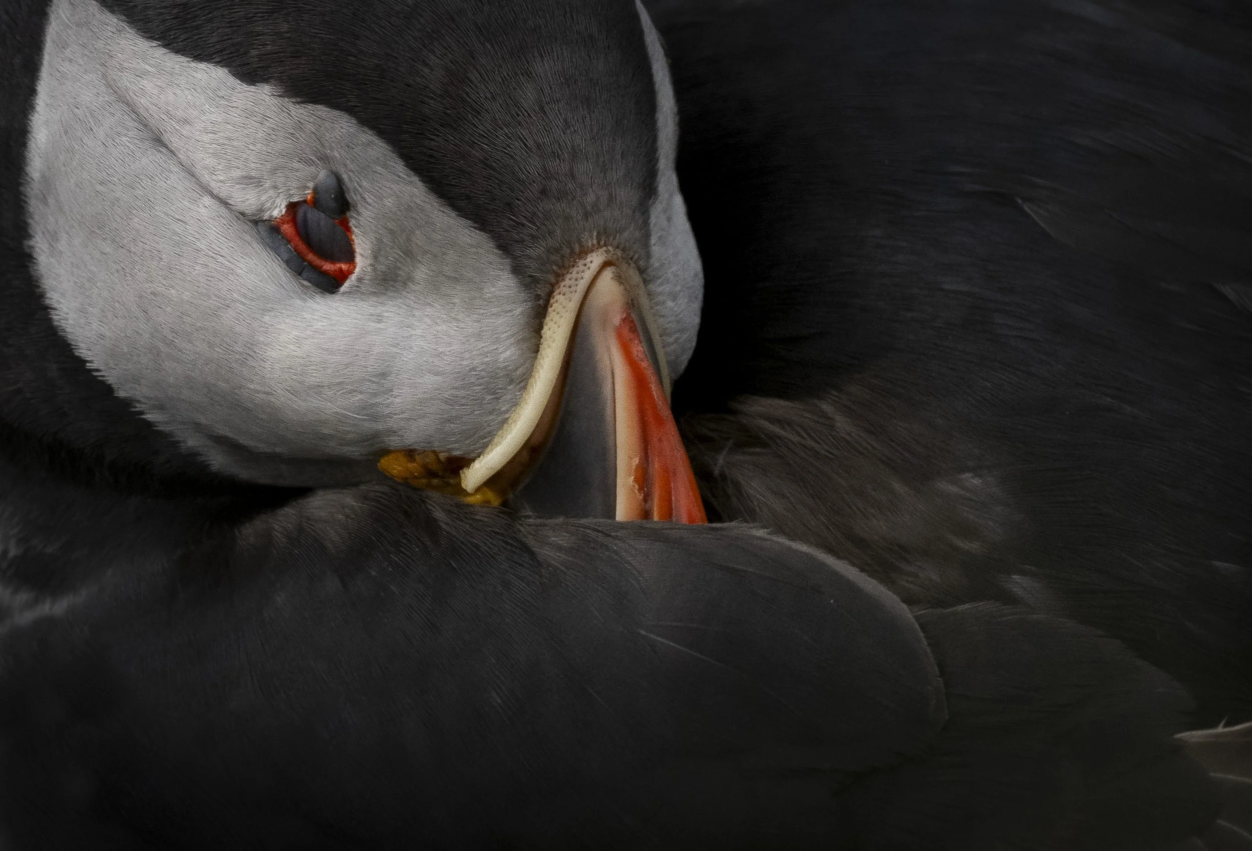 Close-up of a sleeping puffin, with its head resting on its folded black and white feathers.