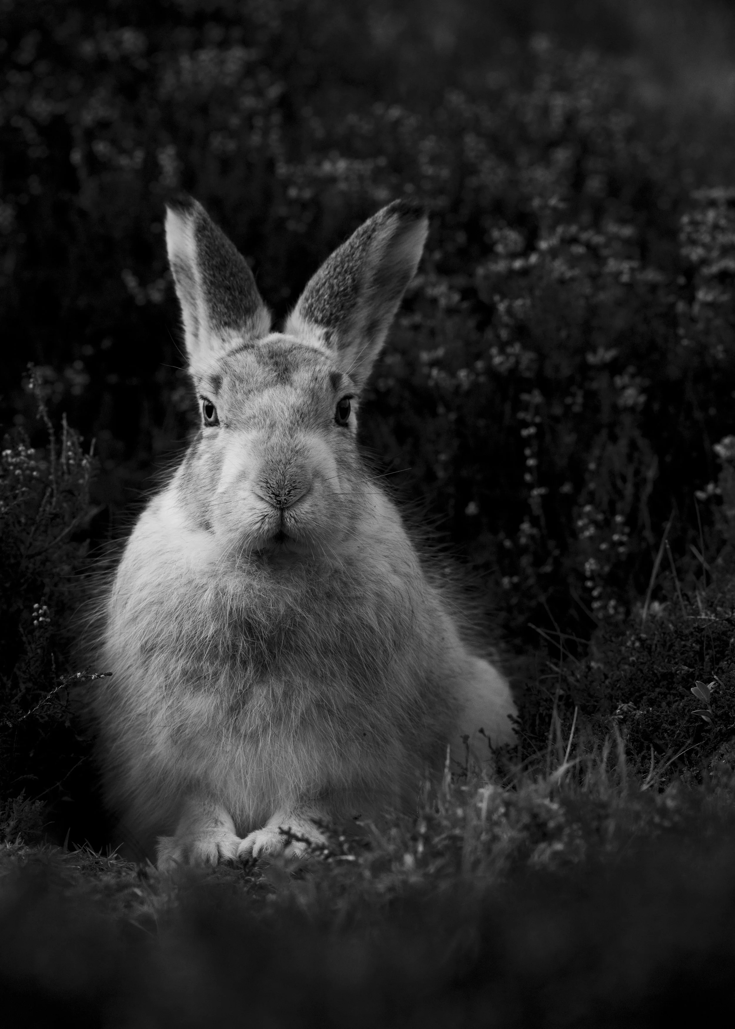 Z72_4536-Website JPEG save-2.jpg