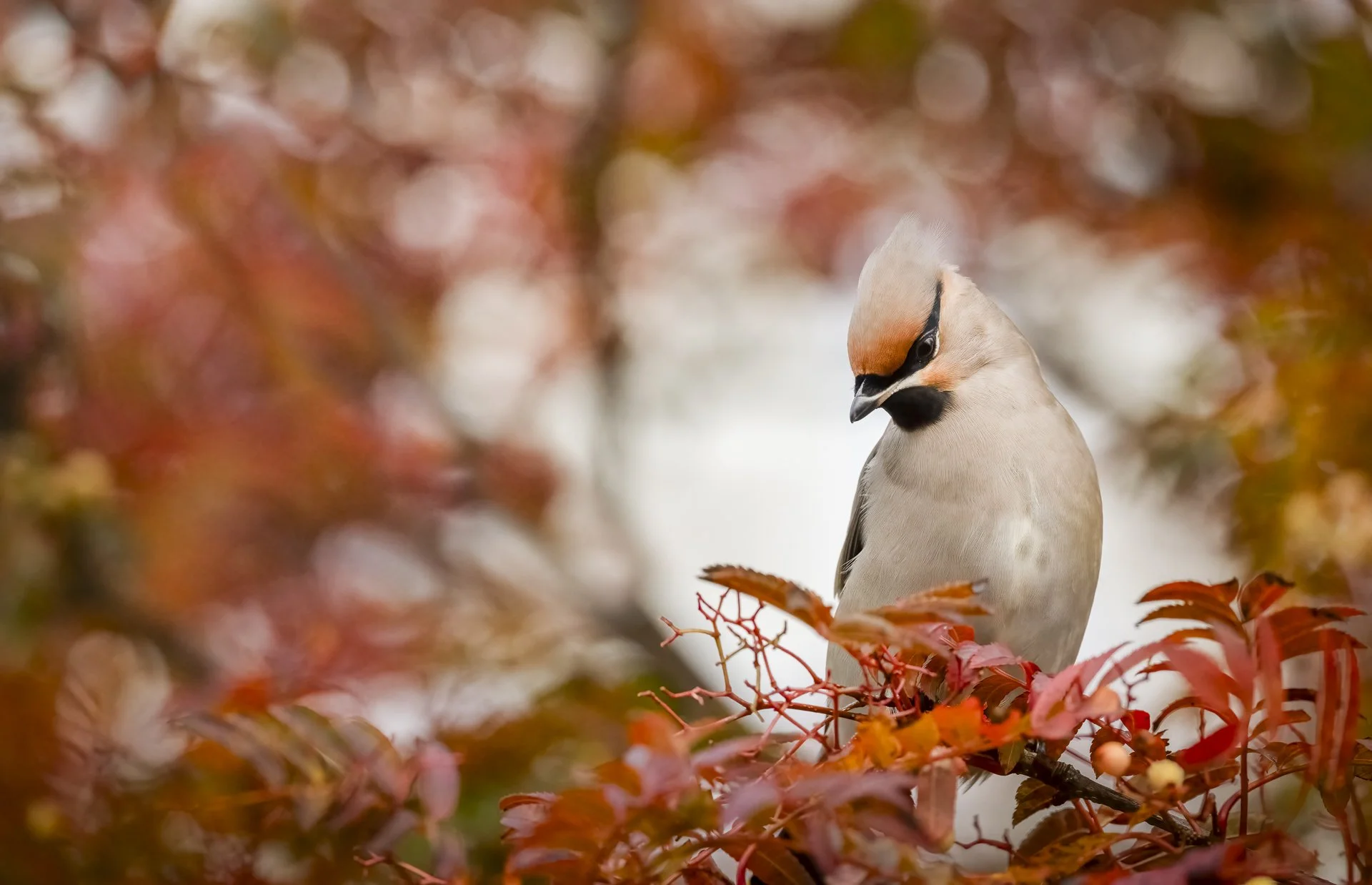 DSC_1036-Edit.jpg