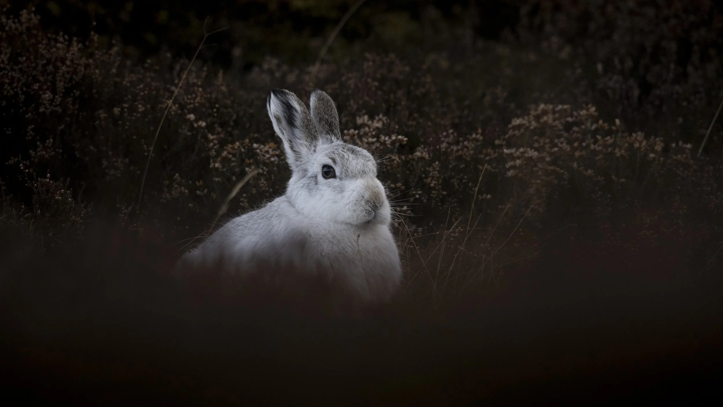 Mountain Hare in the dark heather