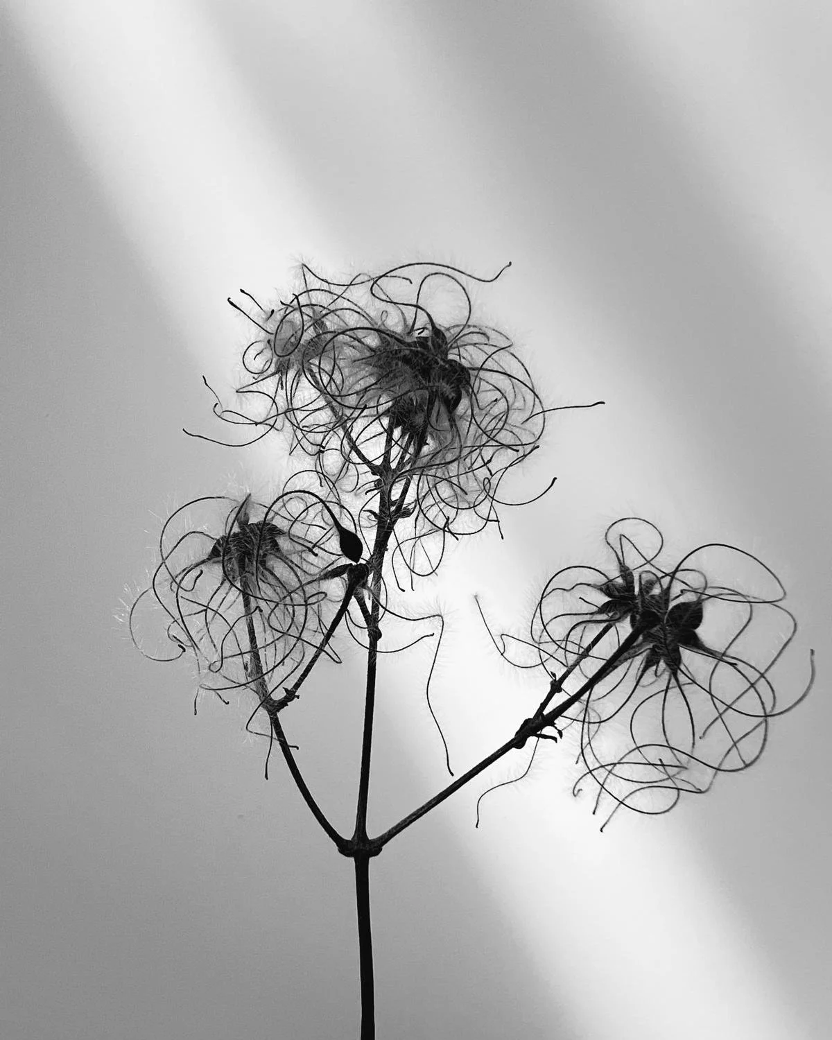 iPhone Fotografie - Basiskurs