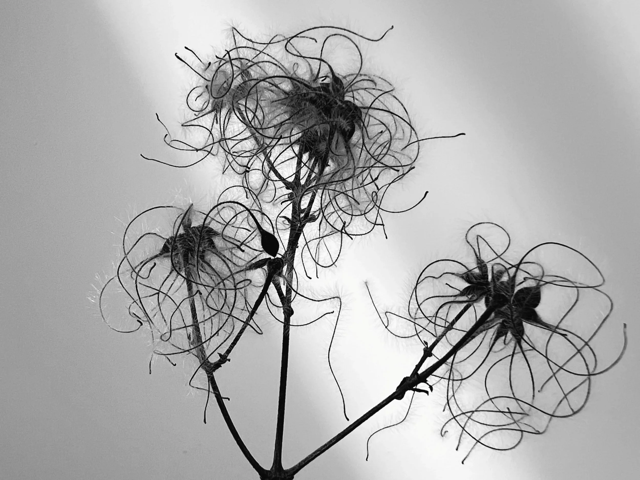 iPhone Fotografie - Basiskurs