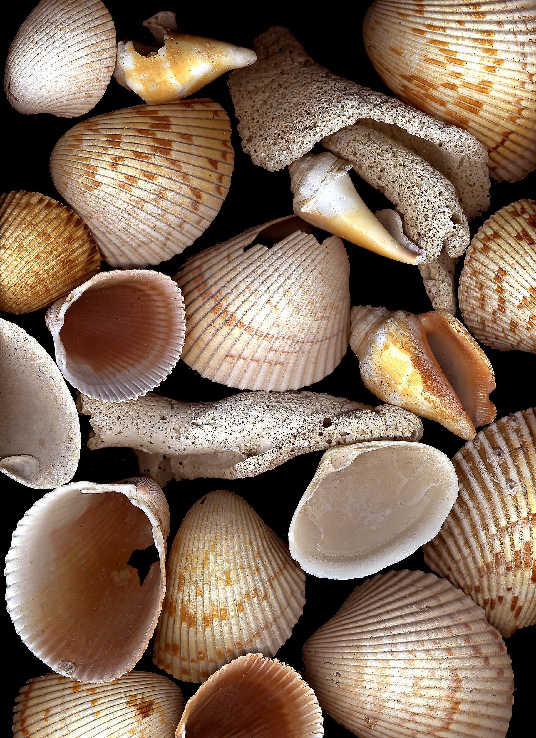 Shells.jpg