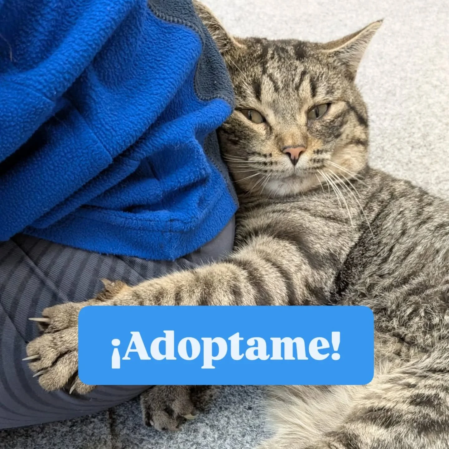 &iexcl;POR FAVOR COMPARTE ESTE MENSAJE!

Este gato incre&iacute;blemente cari&ntilde;oso necesita un hogar. Vive en el pol&iacute;gono y cada d&iacute;a tiene ara&ntilde;azos nuevos; no es un gato duro para la calle.

Si buscas un gato extremadamente