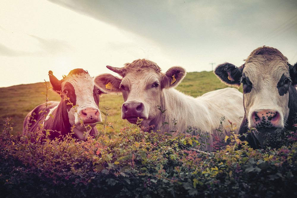 cows peer over hedge at a farm wedding