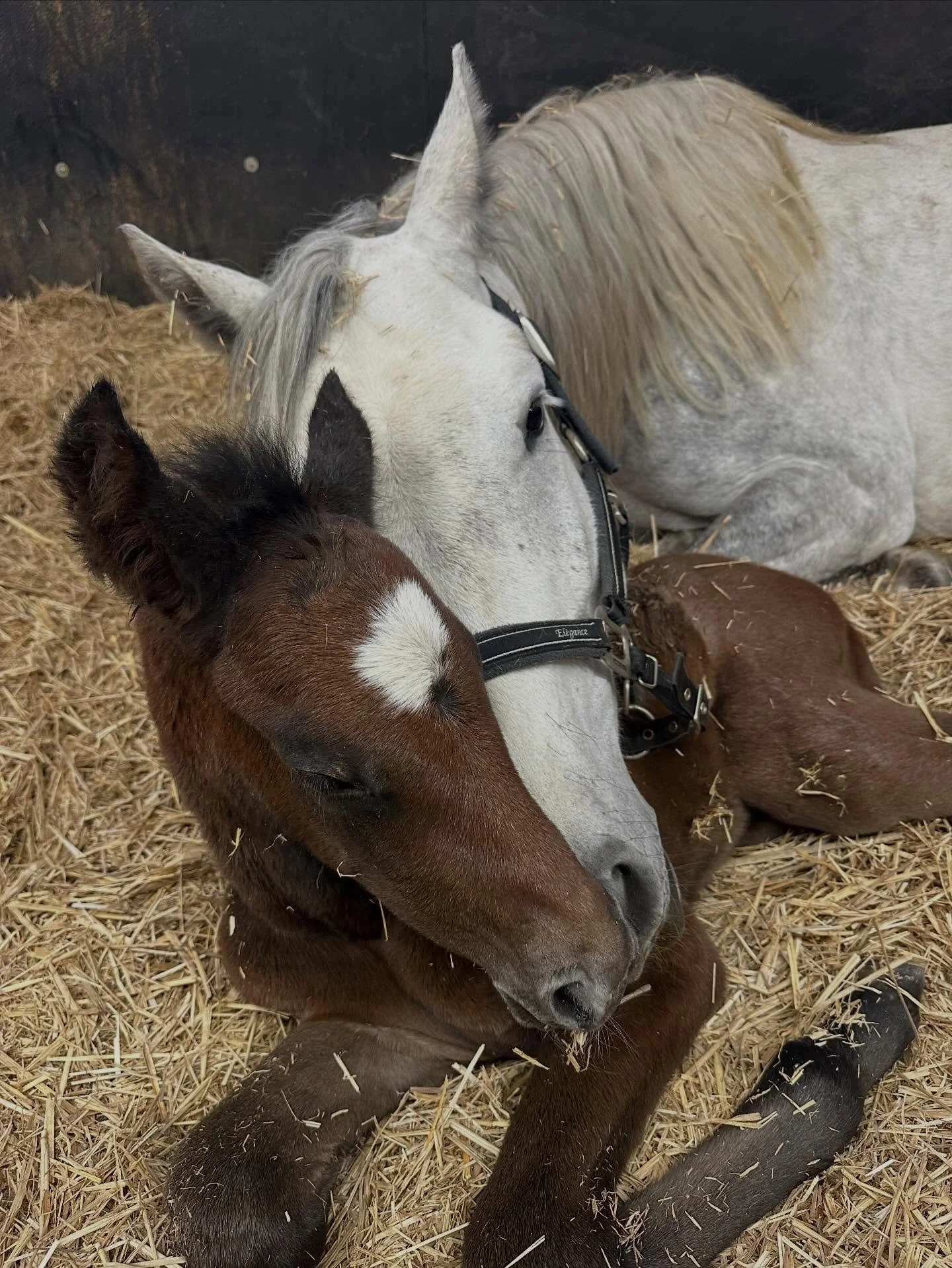 JFK FARMS WOULD LIKE WELCOME THE NEW ADDITION TO OUR STRING✨