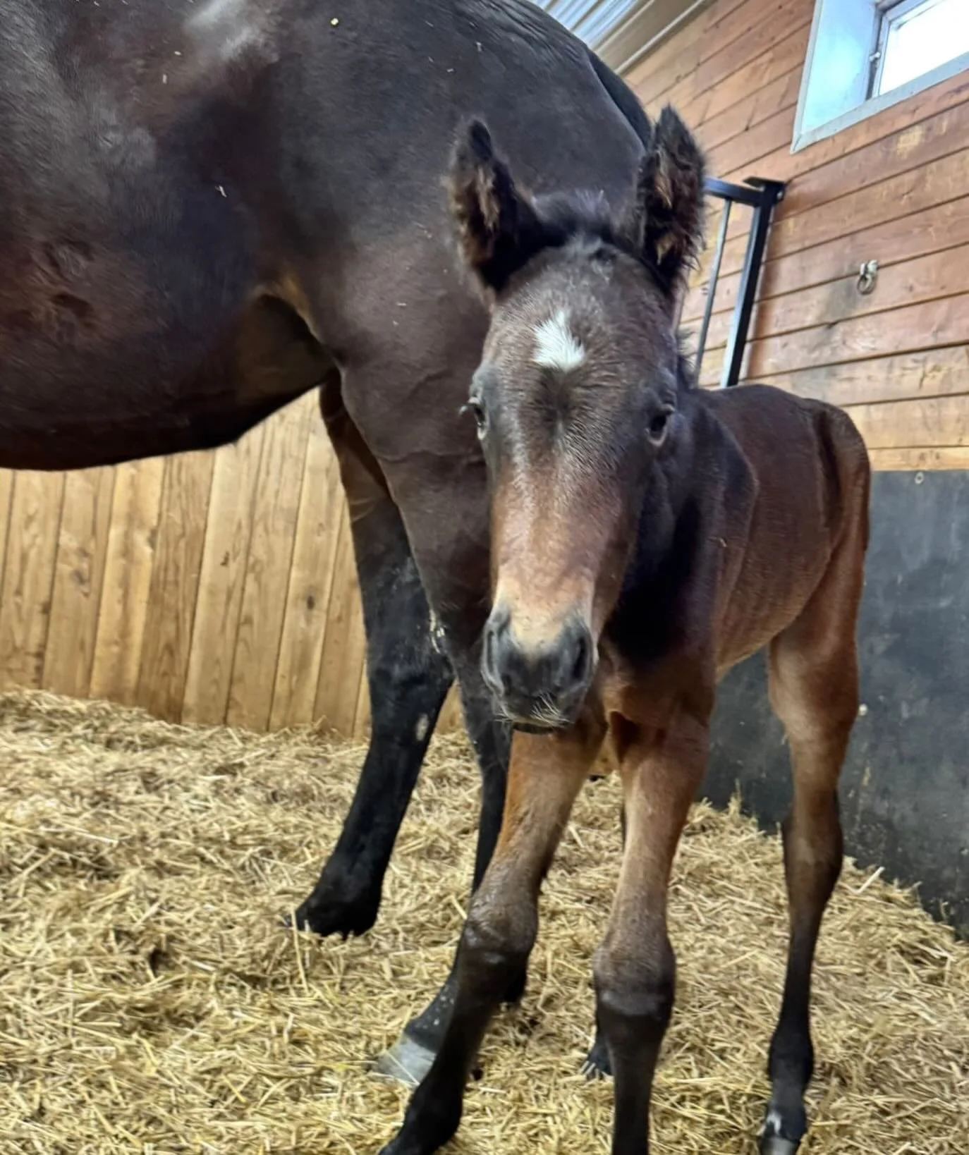 ✨JFK Farms welcomes JFK Cashmere, our beautiful new filly by Cashpaid✨
