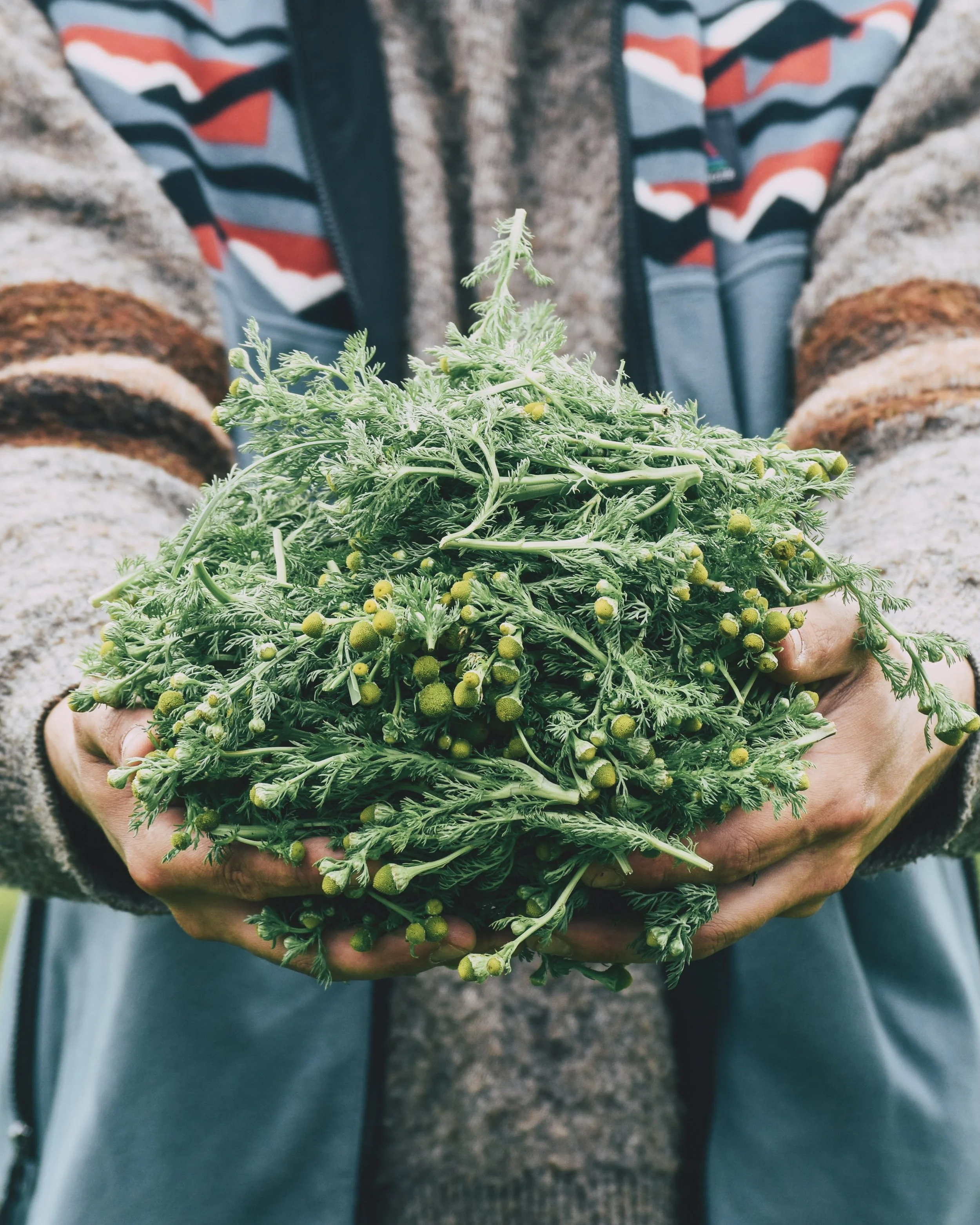 Tis&rsquo; the season of Pineappleweed, otherwise known as Wild Chamomile (Matricaria discoidea). As always, it&rsquo;s hard to resist making a post about this wonderfully aromatic and tasty plant. 

We forage for Pineappleweed here in Orkney, where 
