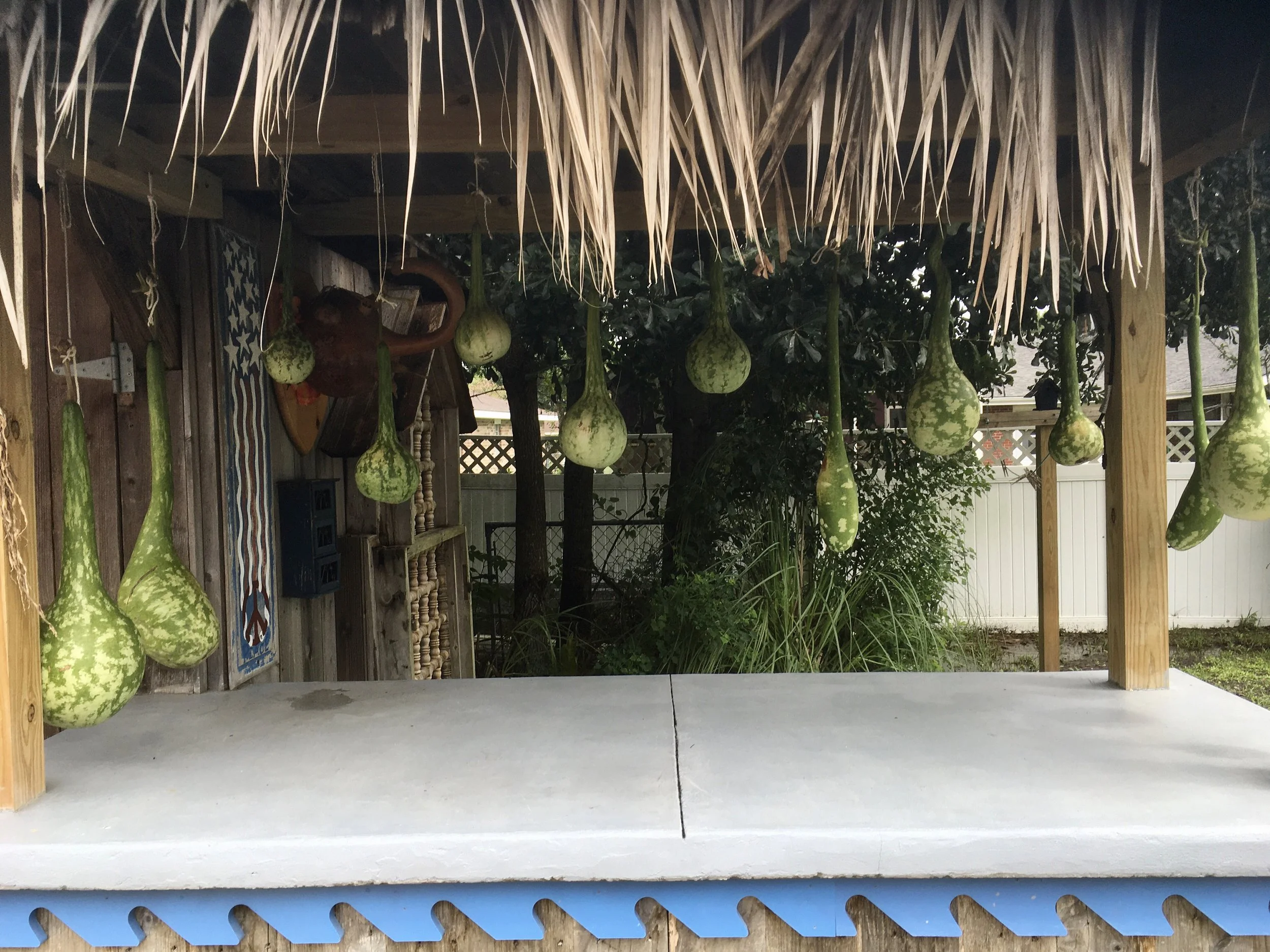 Life of a Gourd - Gourds hung up to dry.jpeg