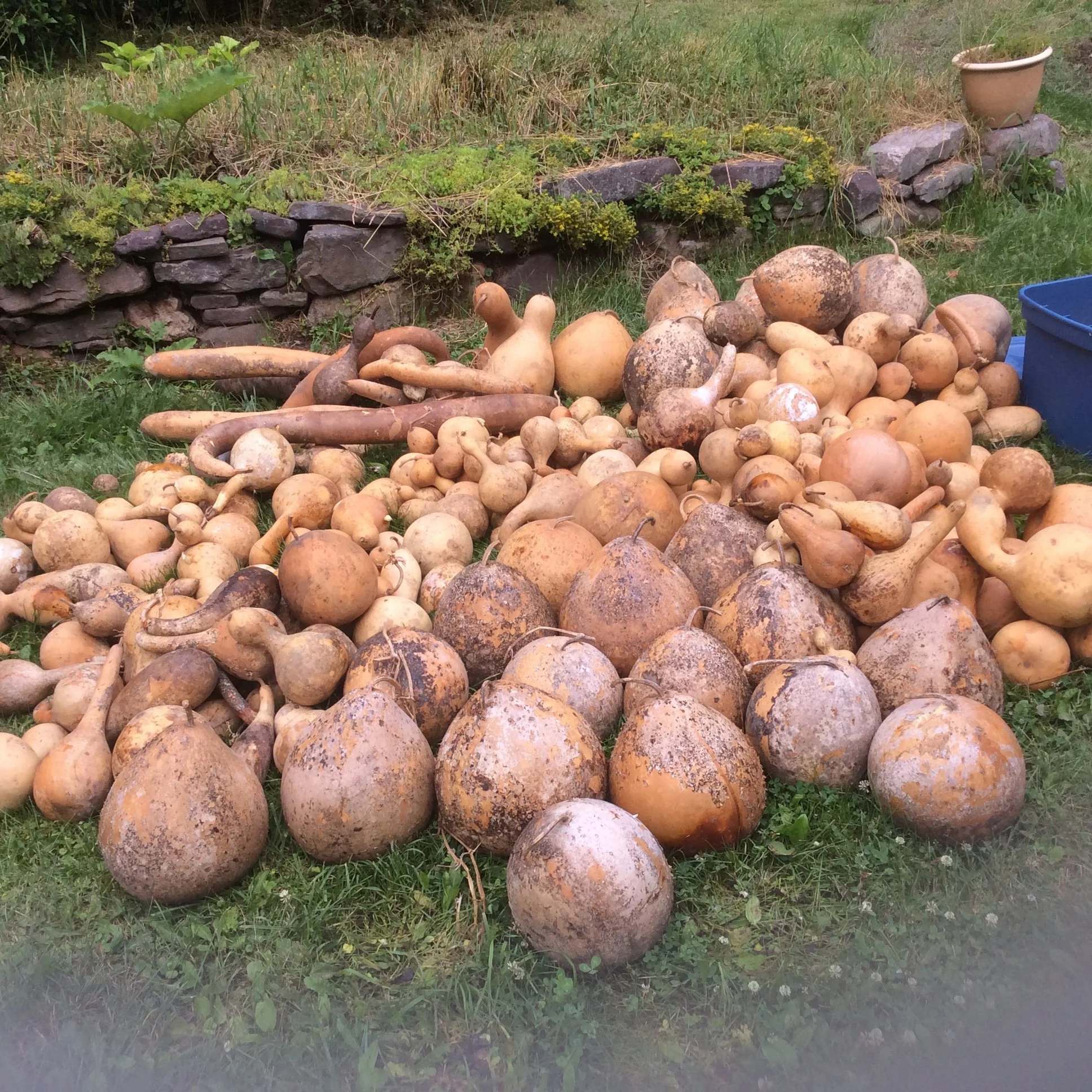 Life of a Gourd - A pile of dried gourds.jpeg
